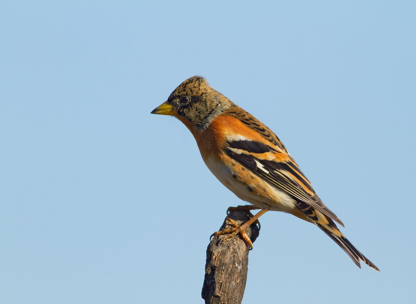 brambling