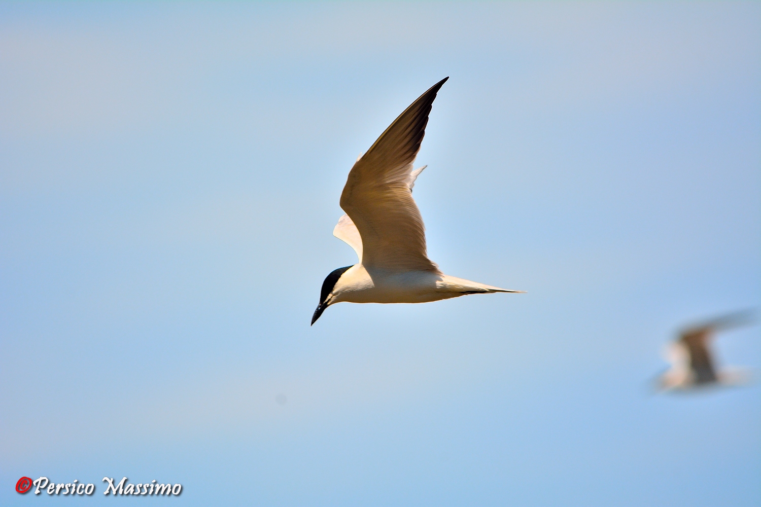 Sandwich Tern