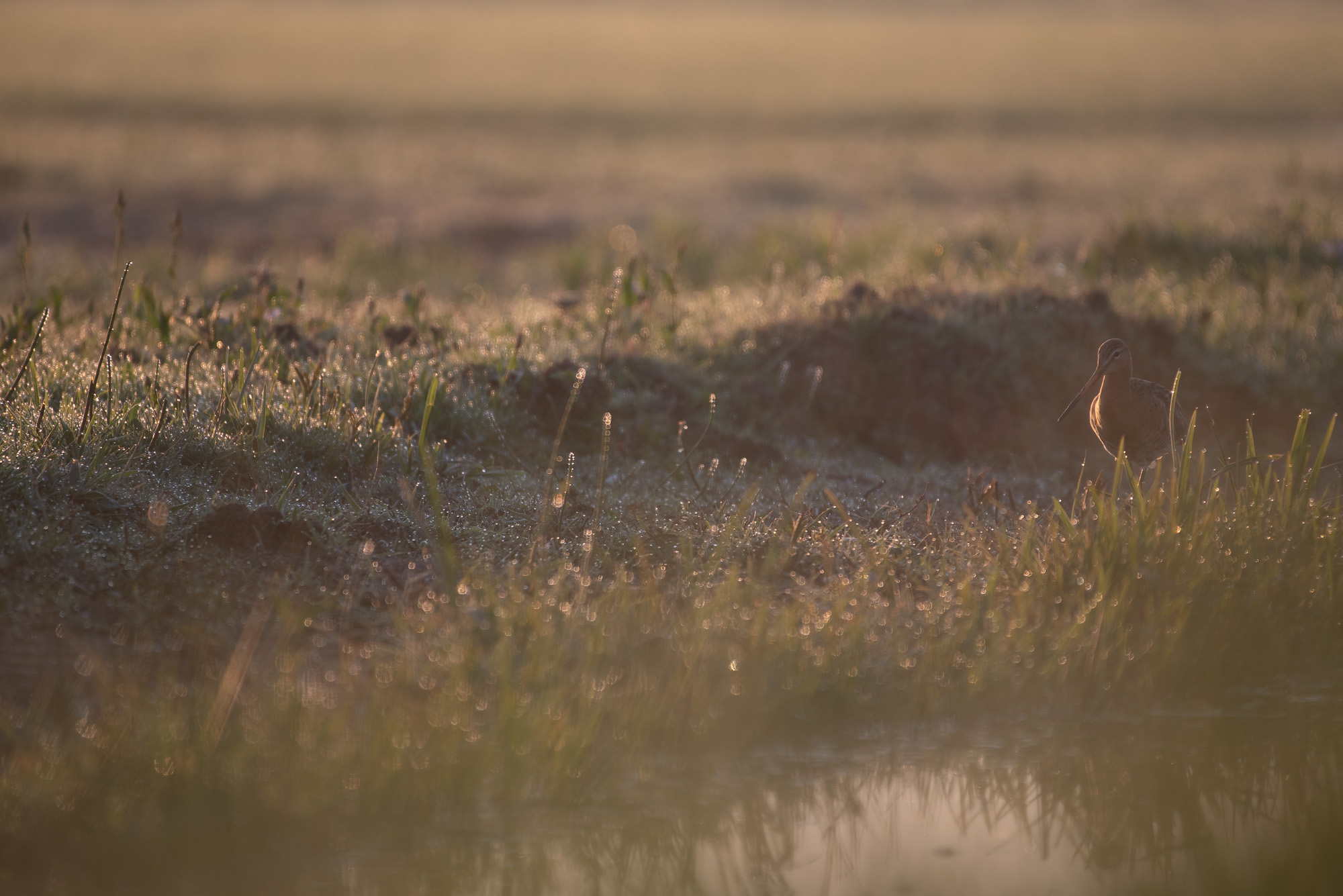 Pittima in the morning haze