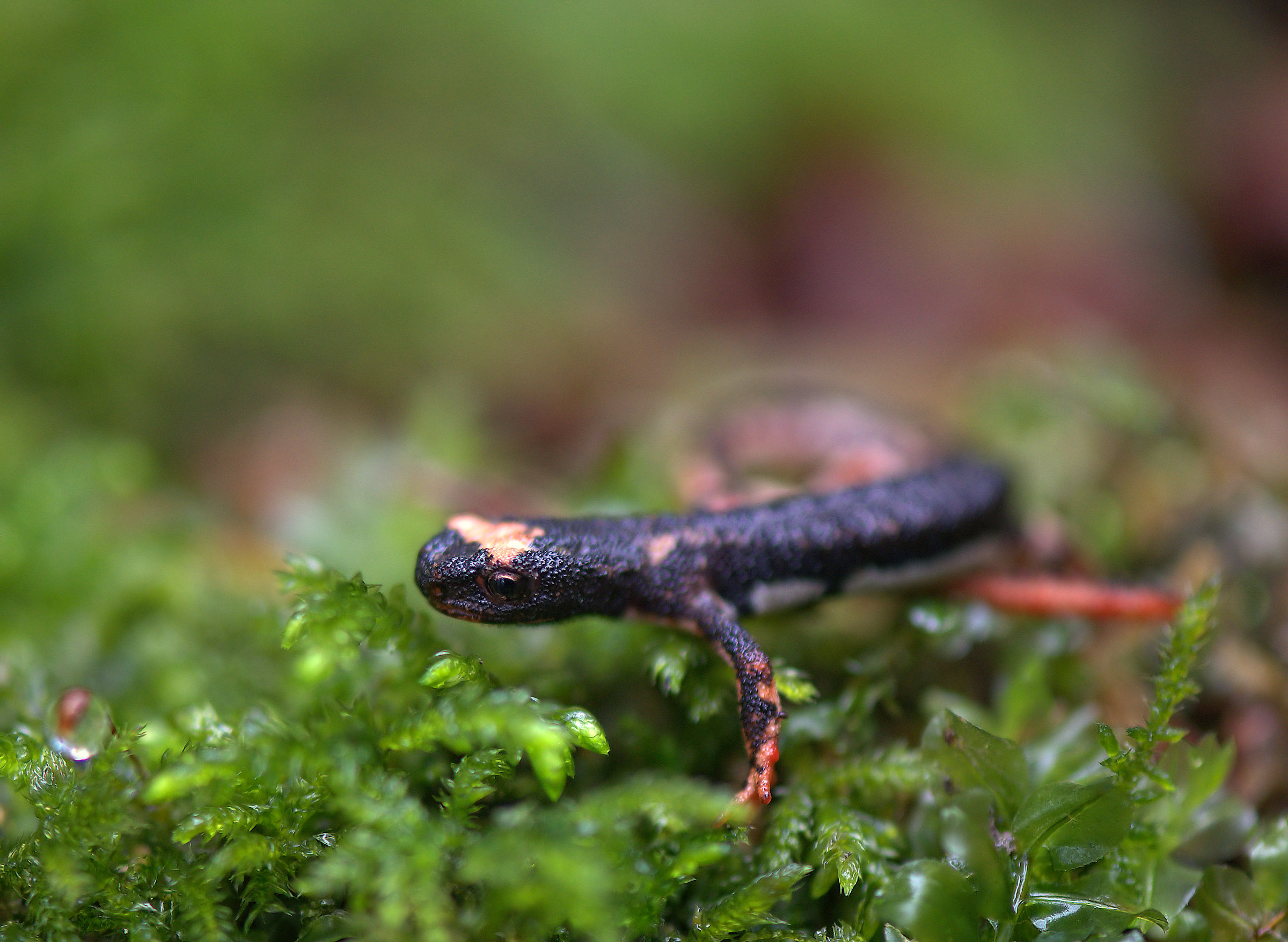 Spectacled Salamander