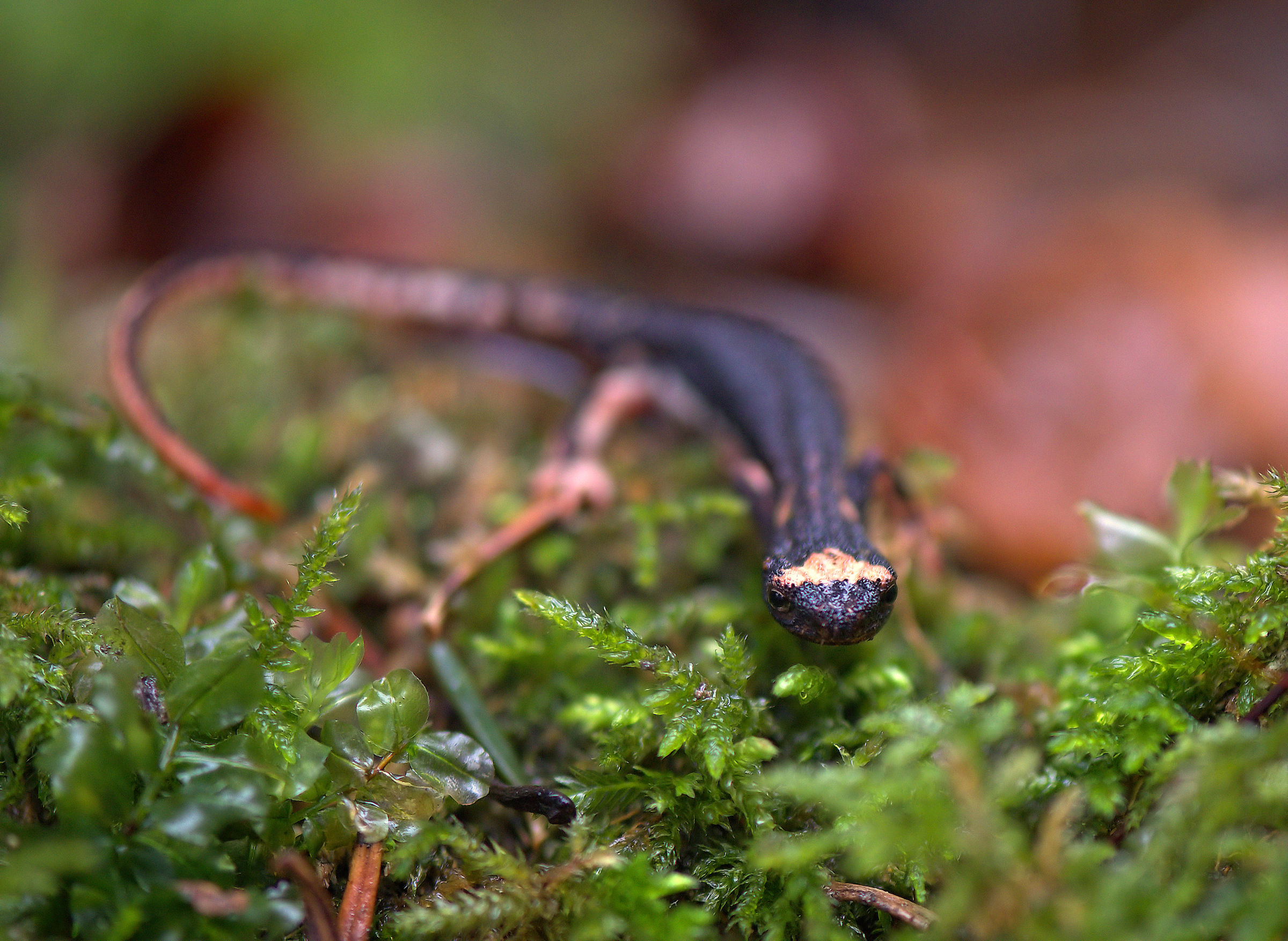 Spectacled Salamander
