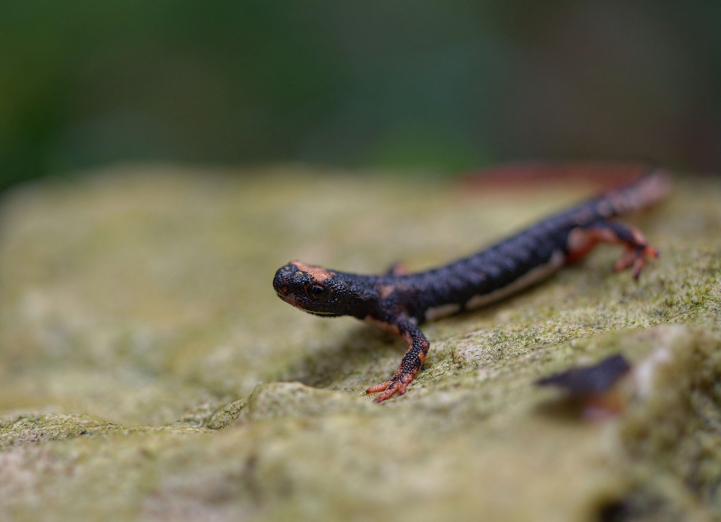 Spectacled Salamander