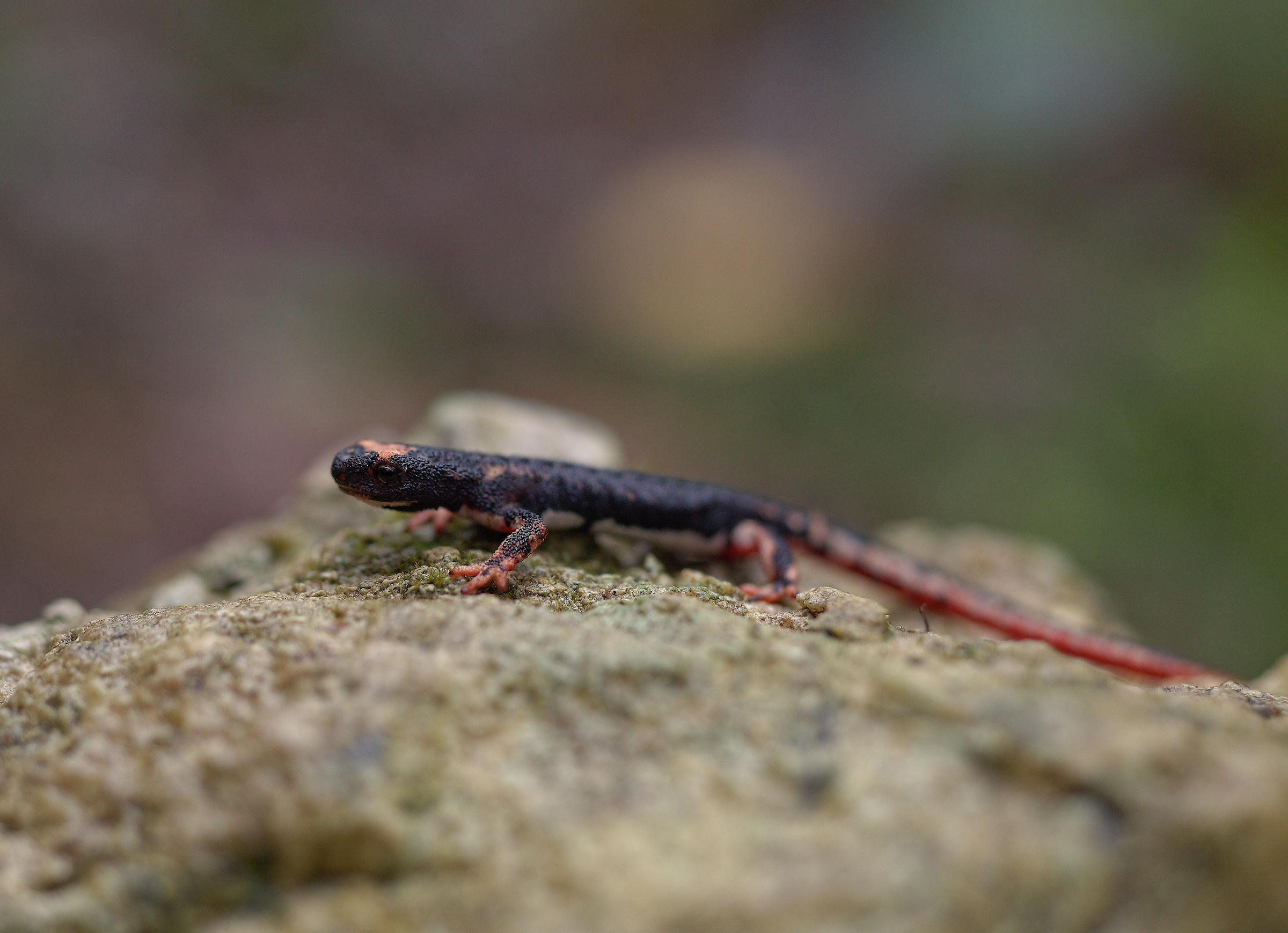 Spectacled Salamander