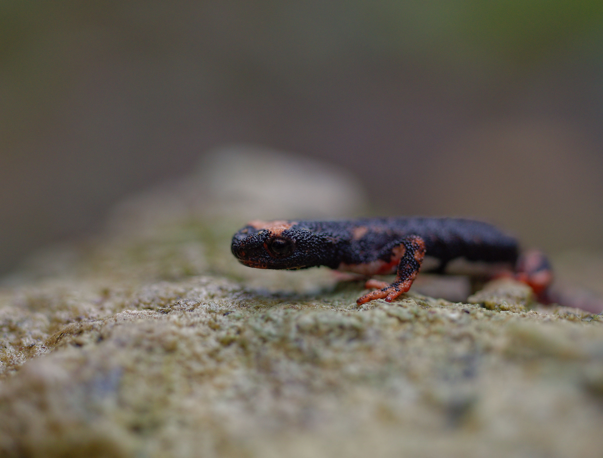 Spectacled Salamander