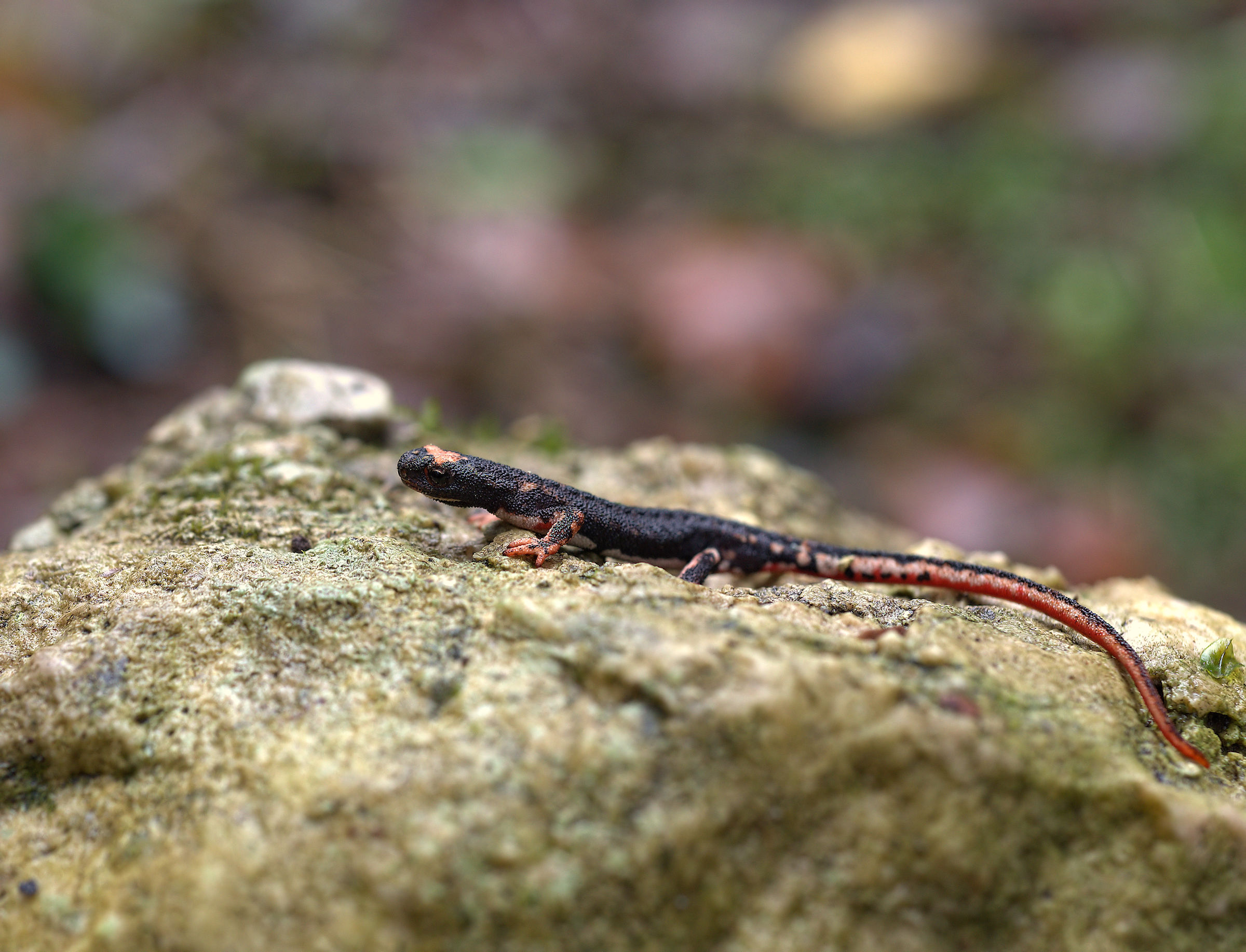 Spectacled Salamander