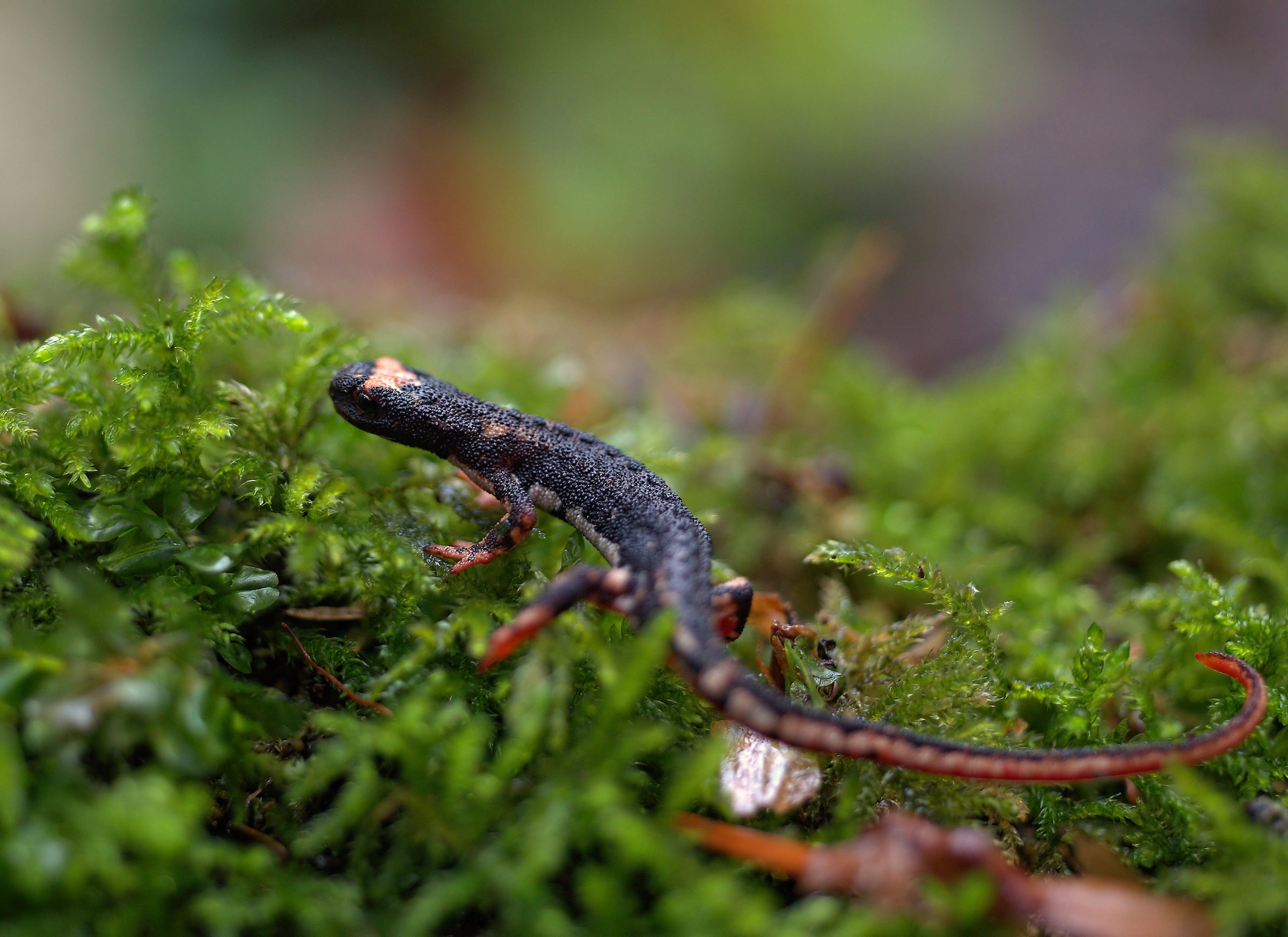Spectacled Salamander