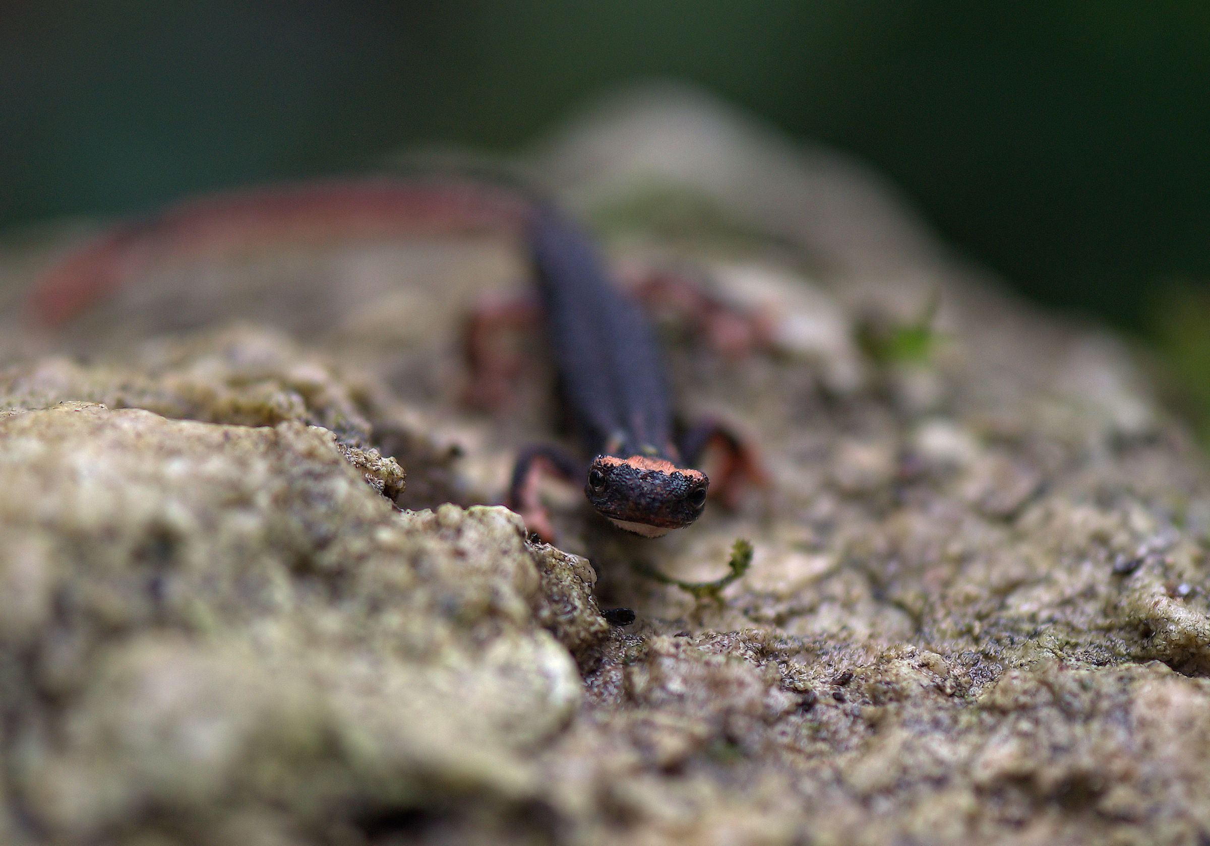 Spectacled Salamander