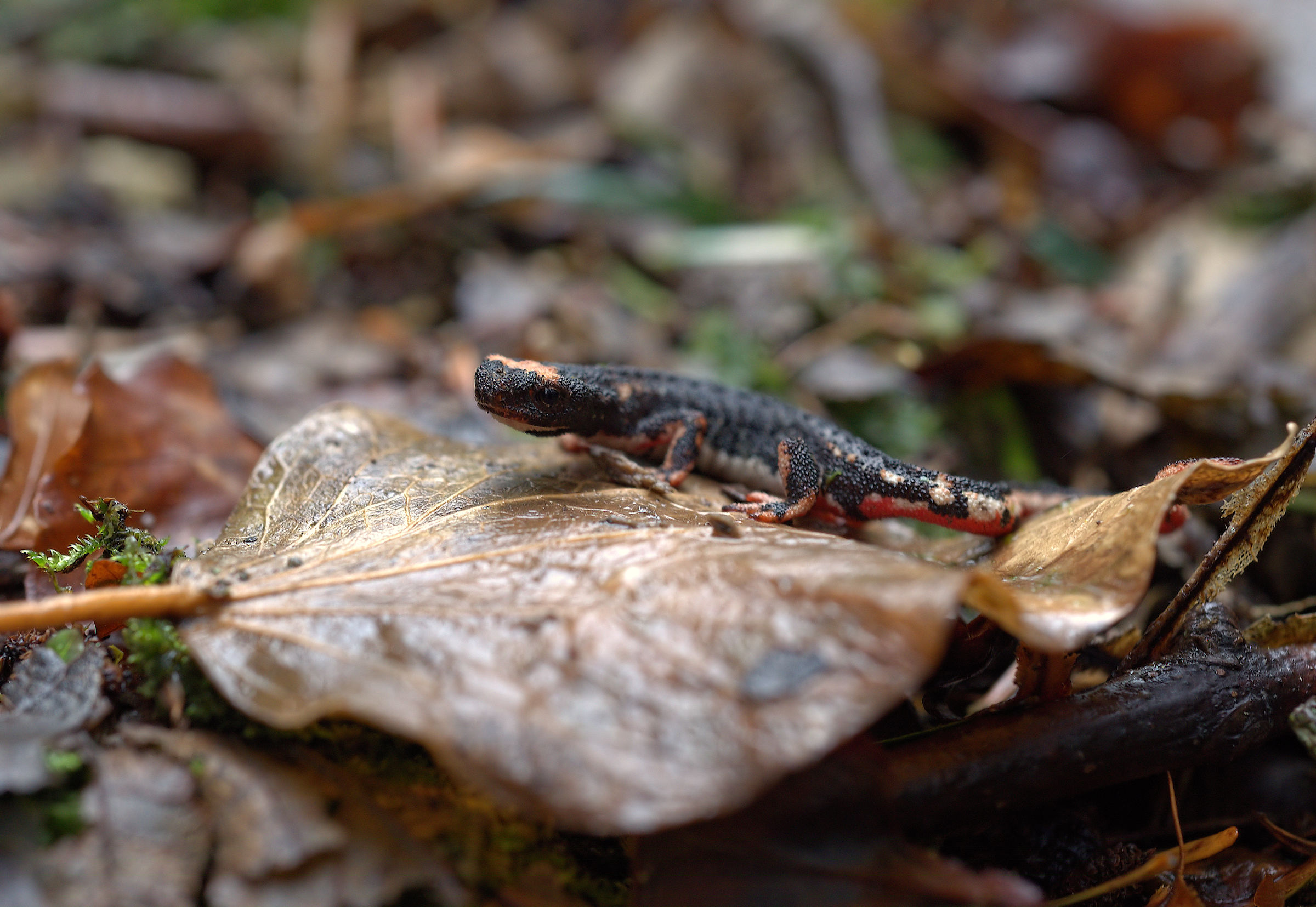 Spectacled Salamander