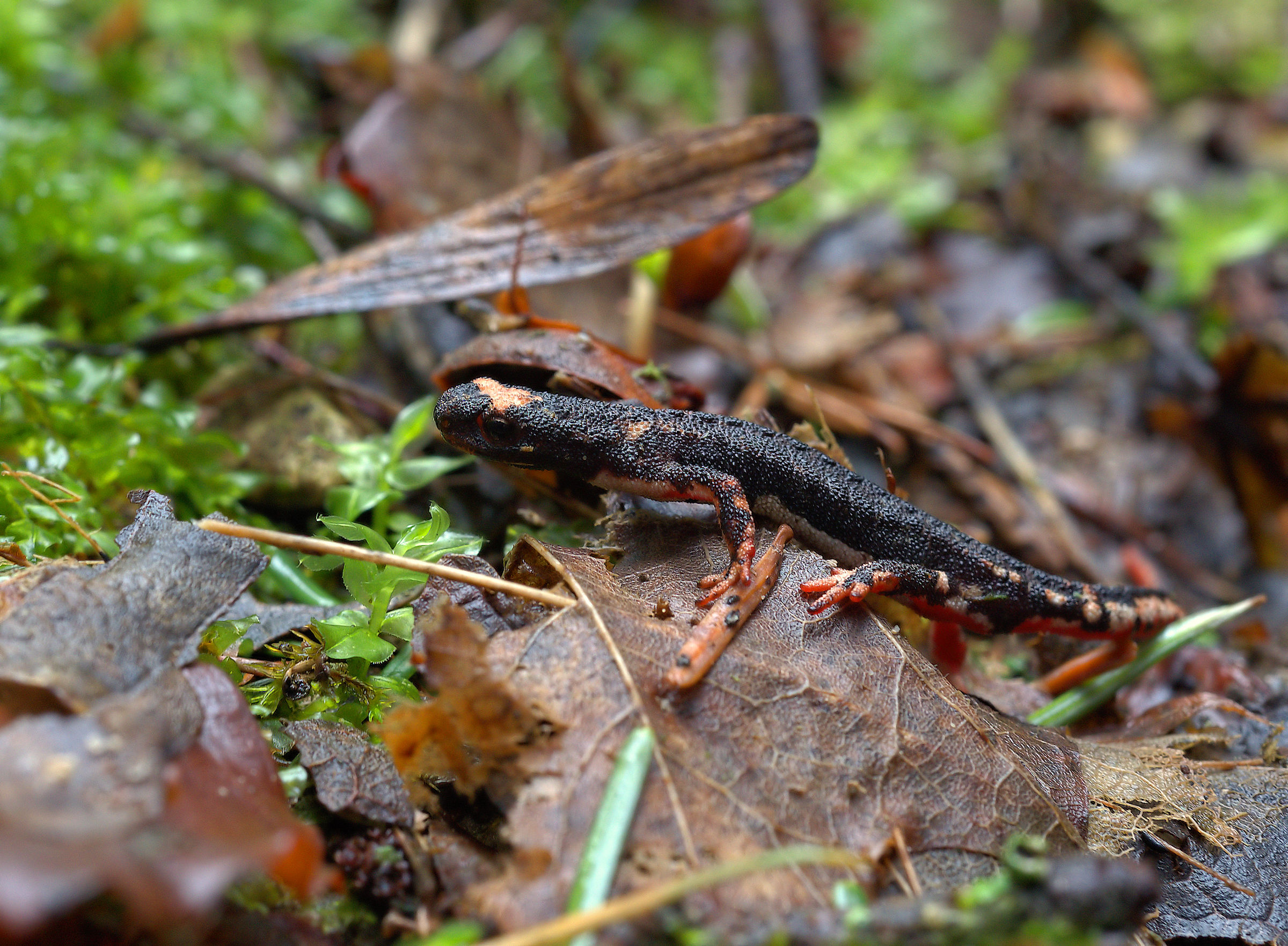 Spectacled Salamander