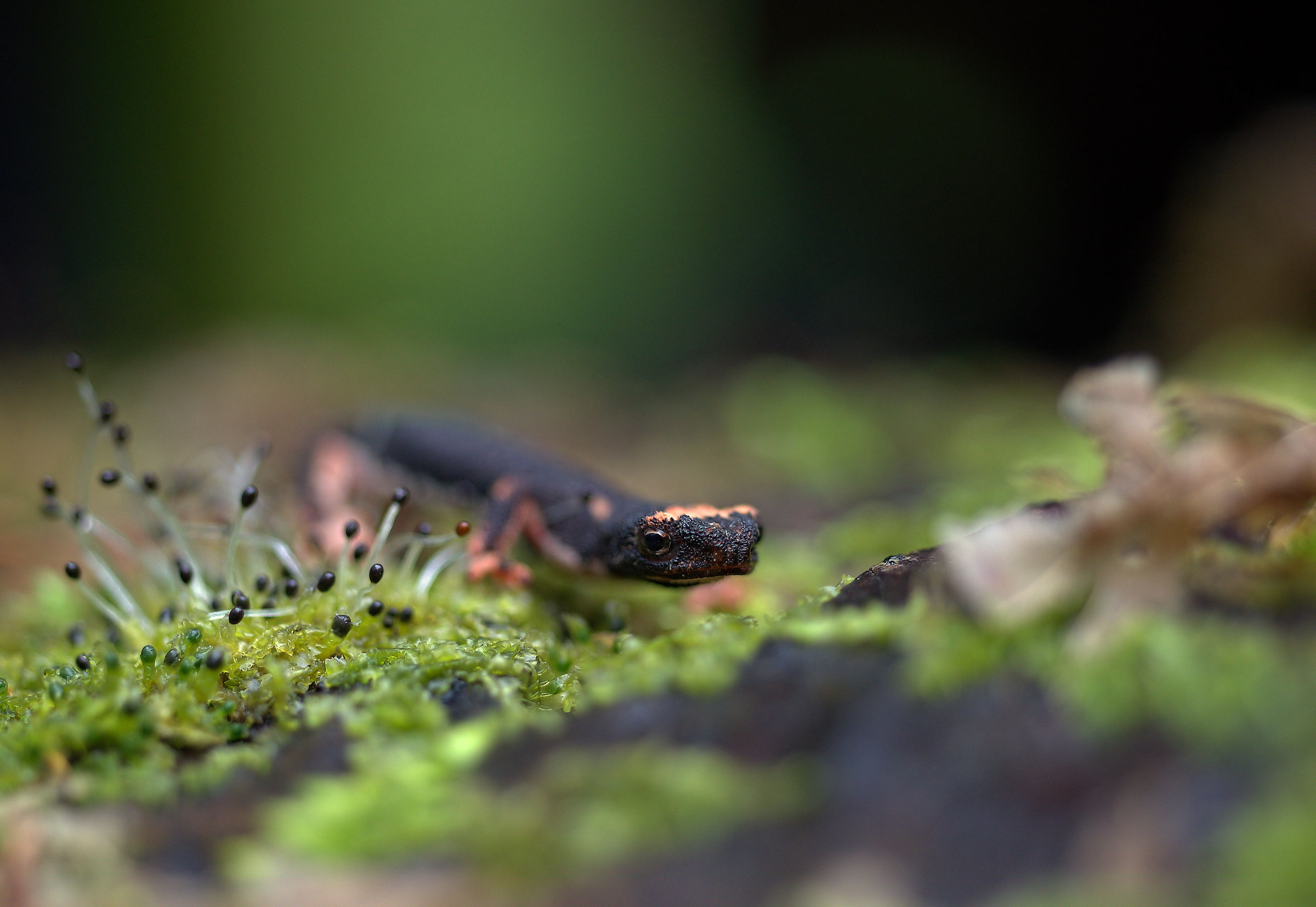 Spectacled Salamander
