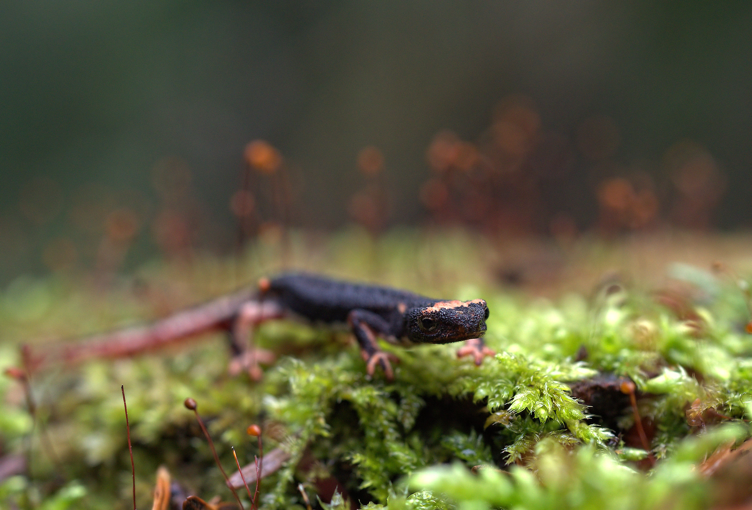 Spectacled Salamander