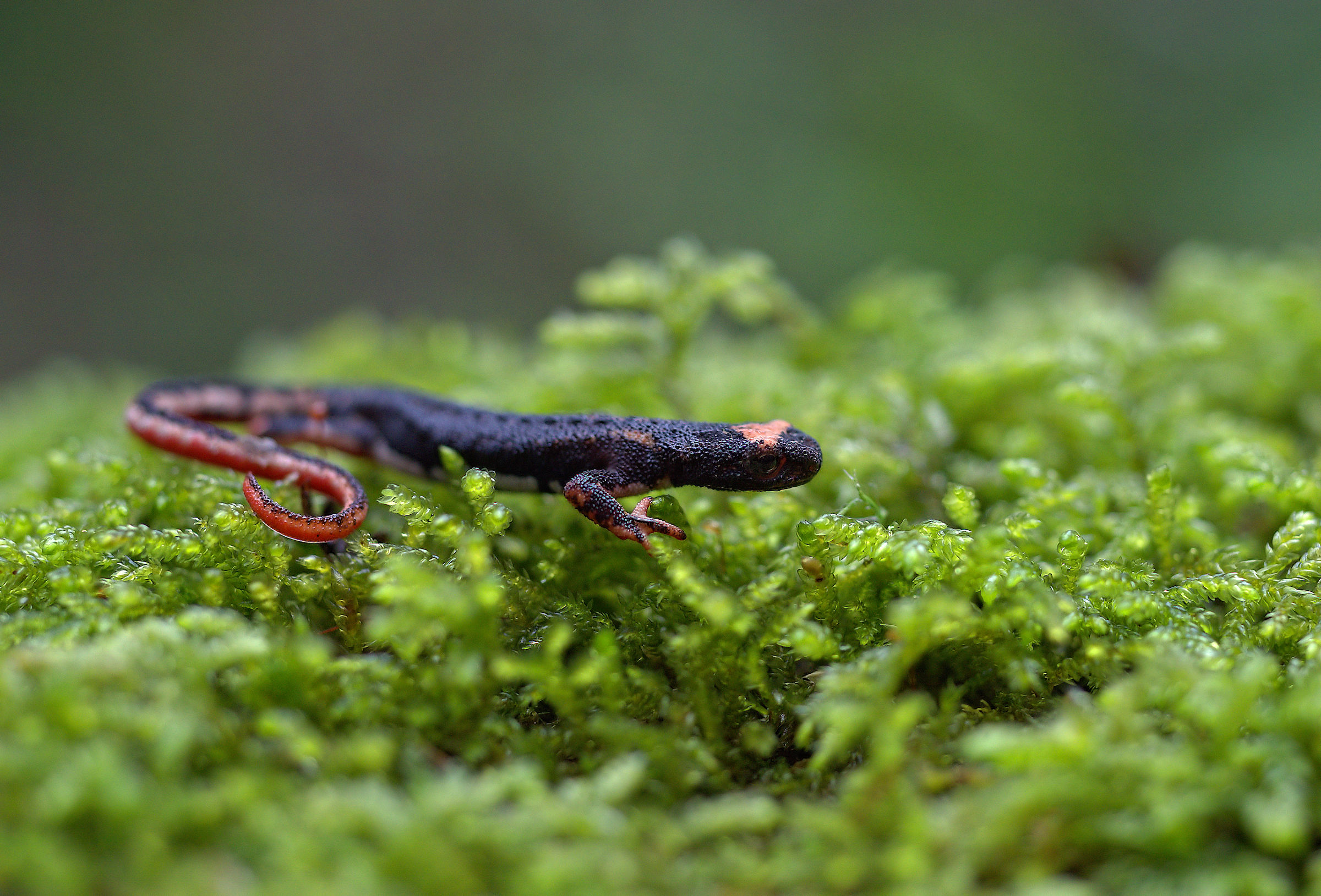 Spectacled Salamander