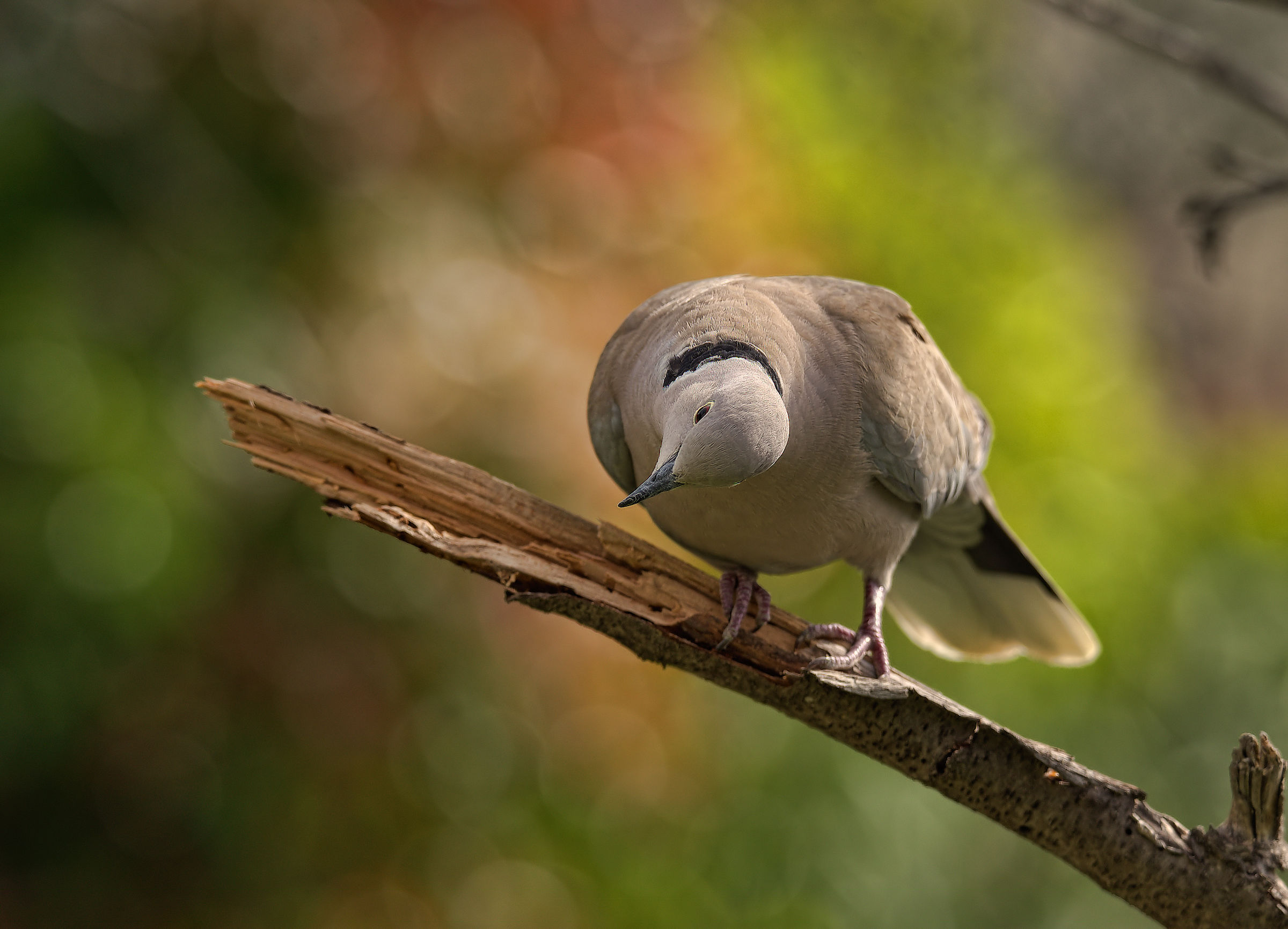 Collared Turtledove