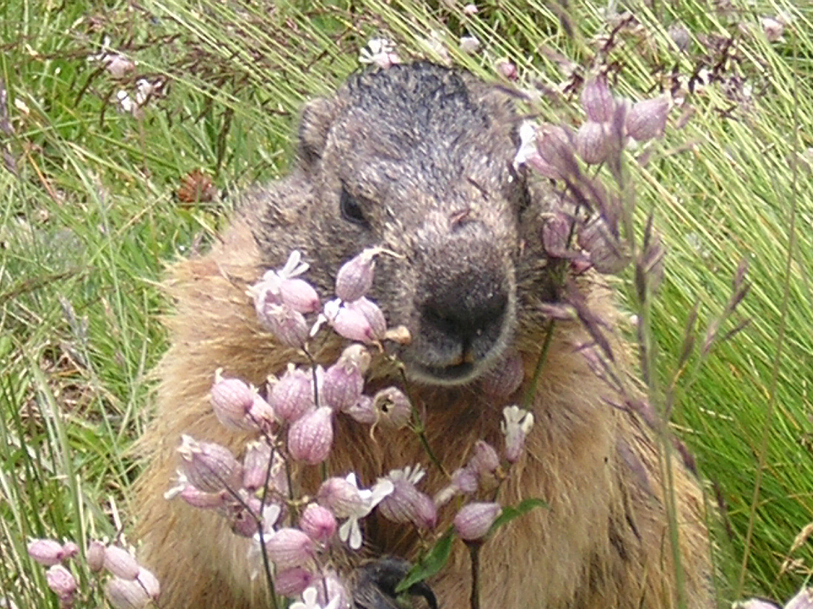 Marmot