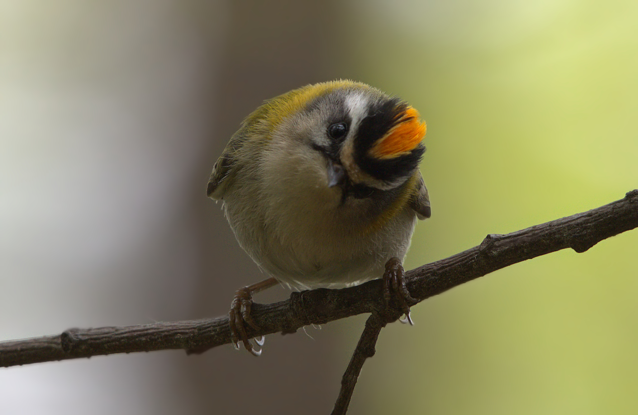 Who are you? Where do You come from?... A Firecrest...