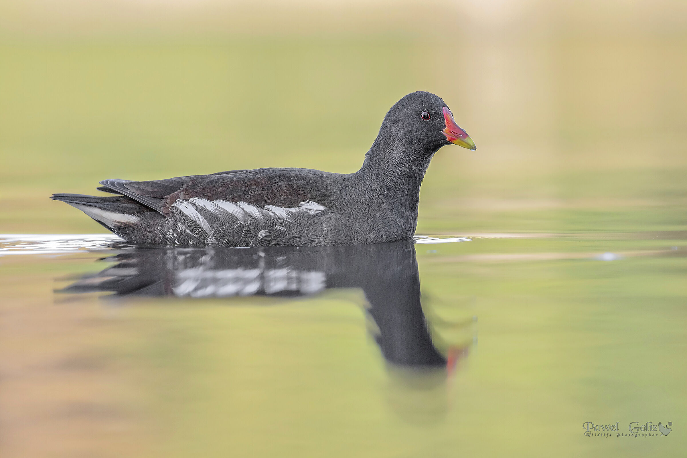 Moorhen comune (Gallinula chloropus)
