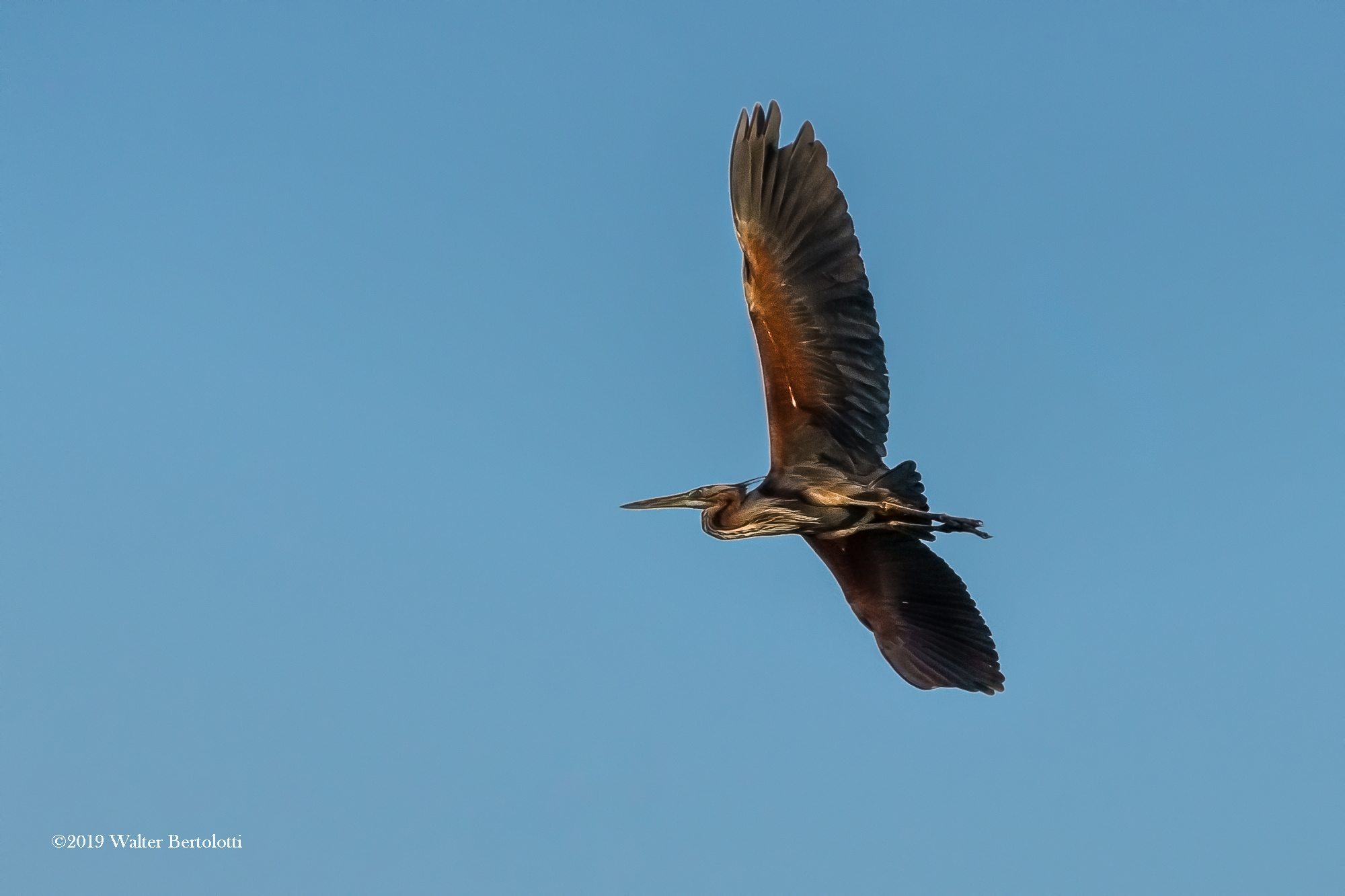 Red Heron