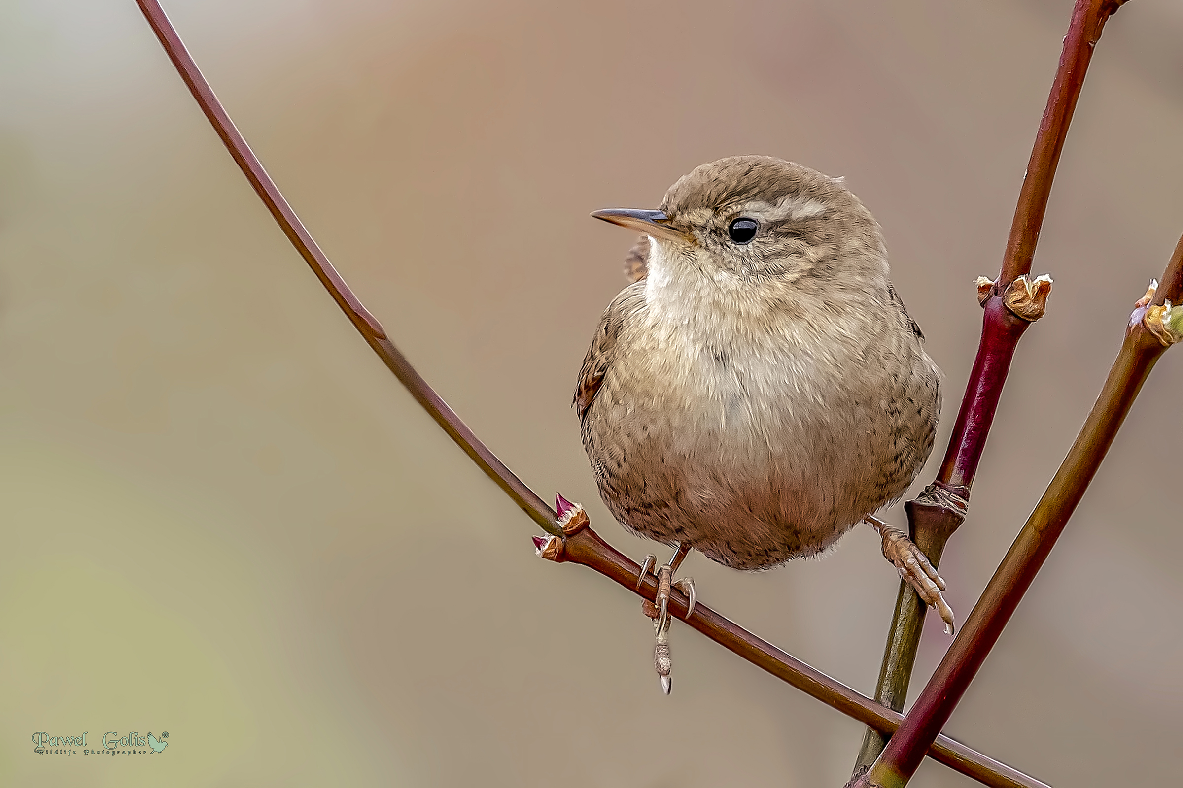 Wren (Troglodytes troglodytes) di Eurasian