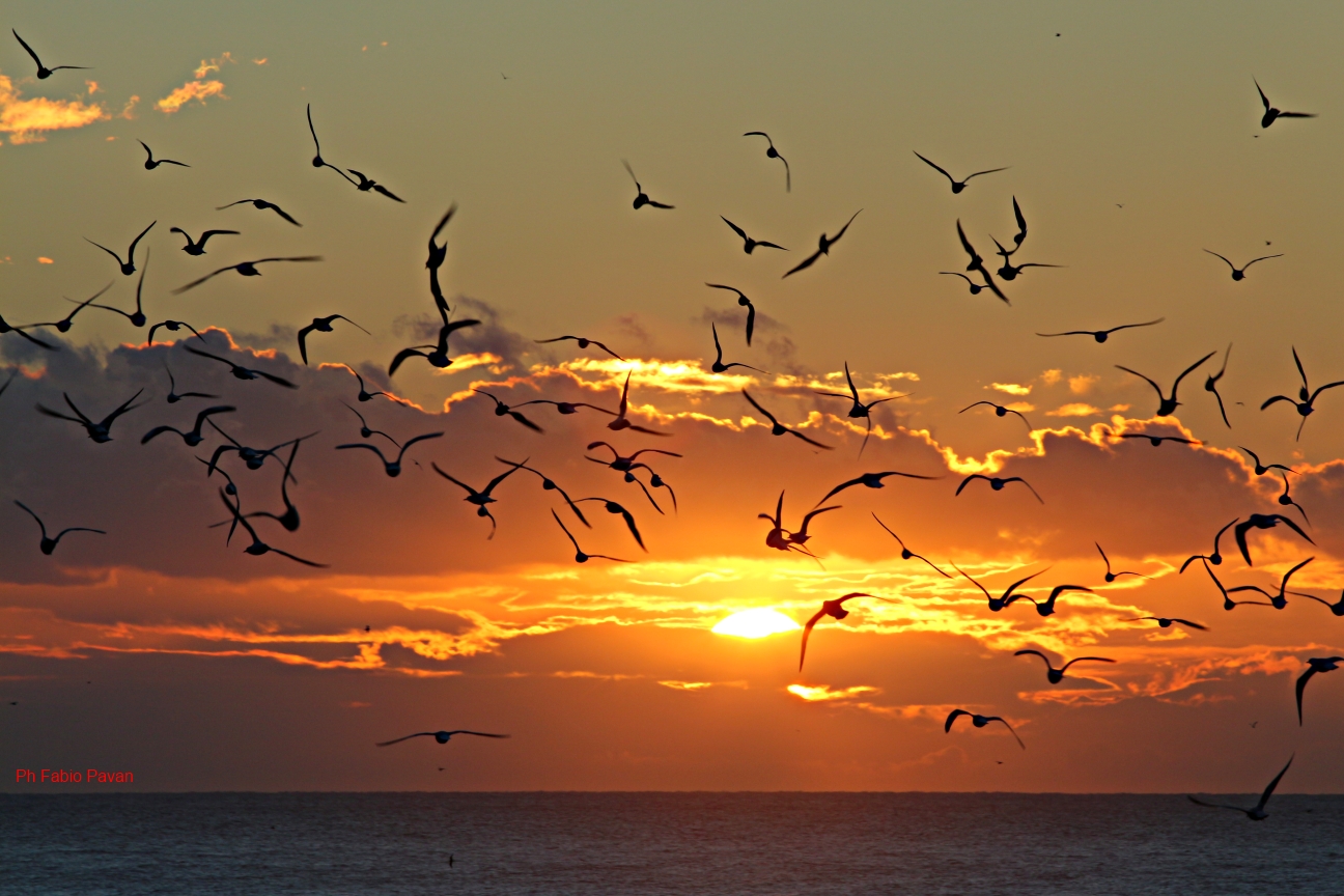 Volo verso l'alba