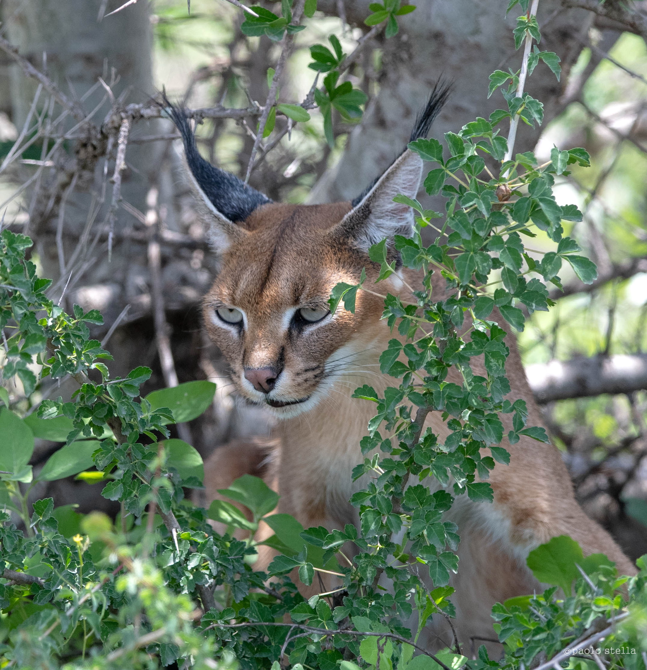 caracal portrait