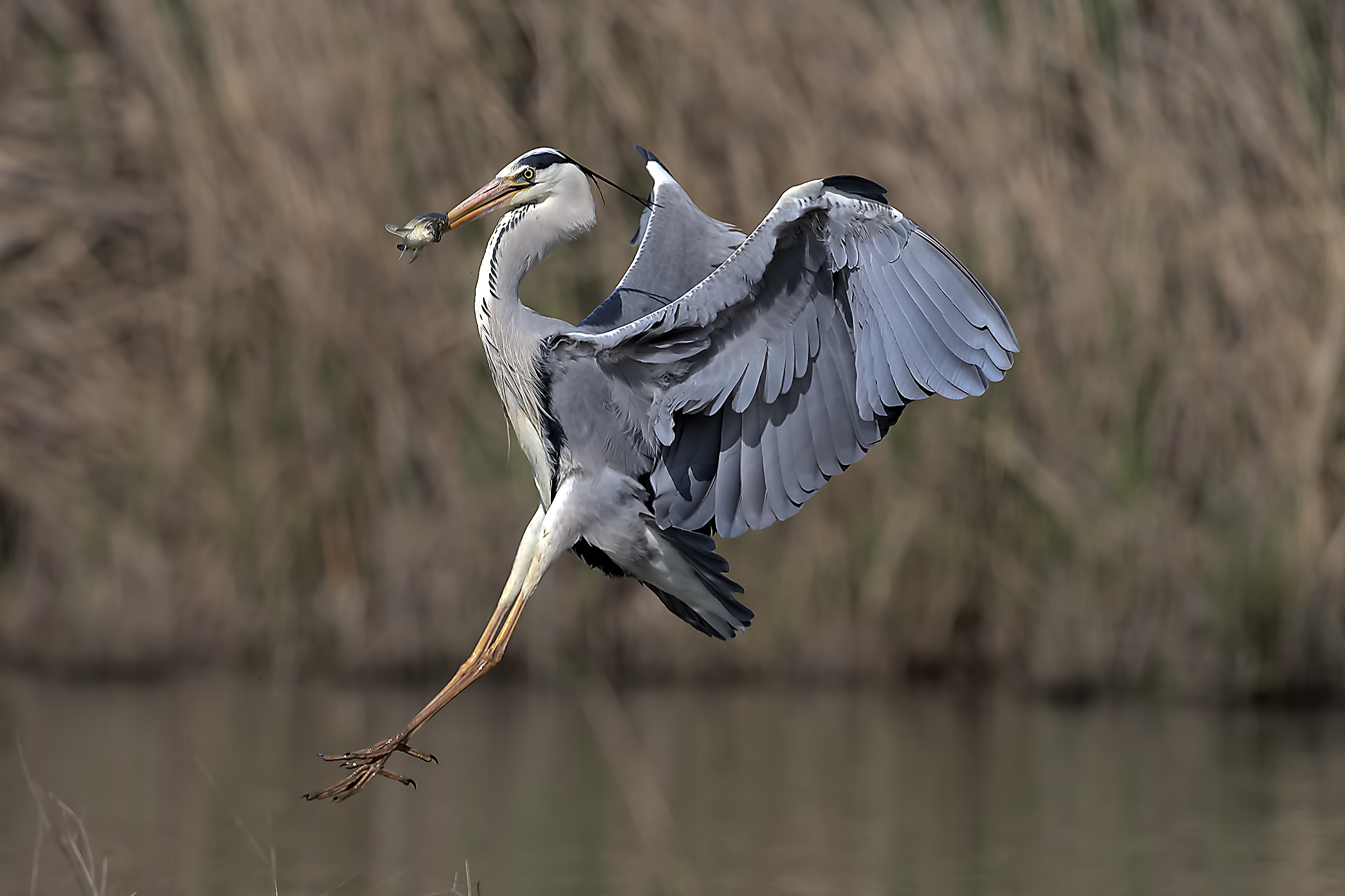 Airone cnerino con preda