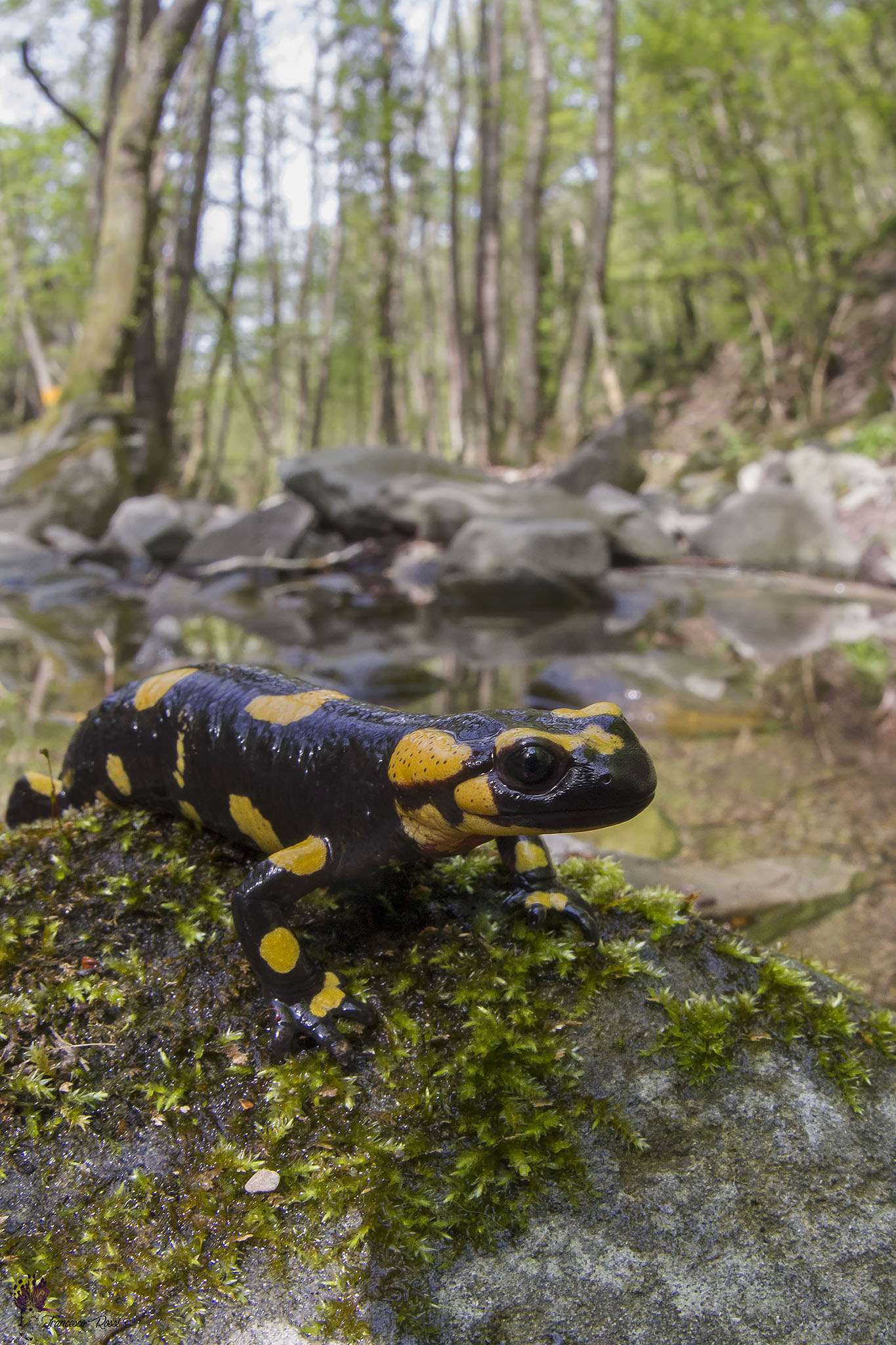 Salamander Spotted in her habitat