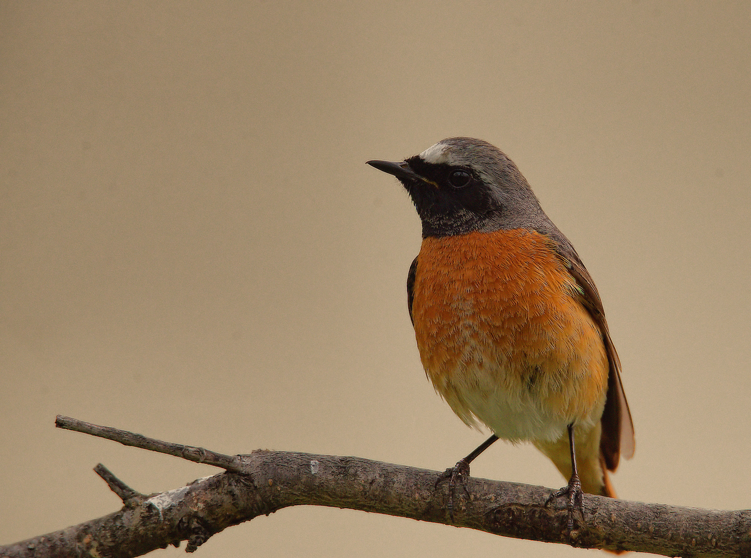 Male Common Redlight