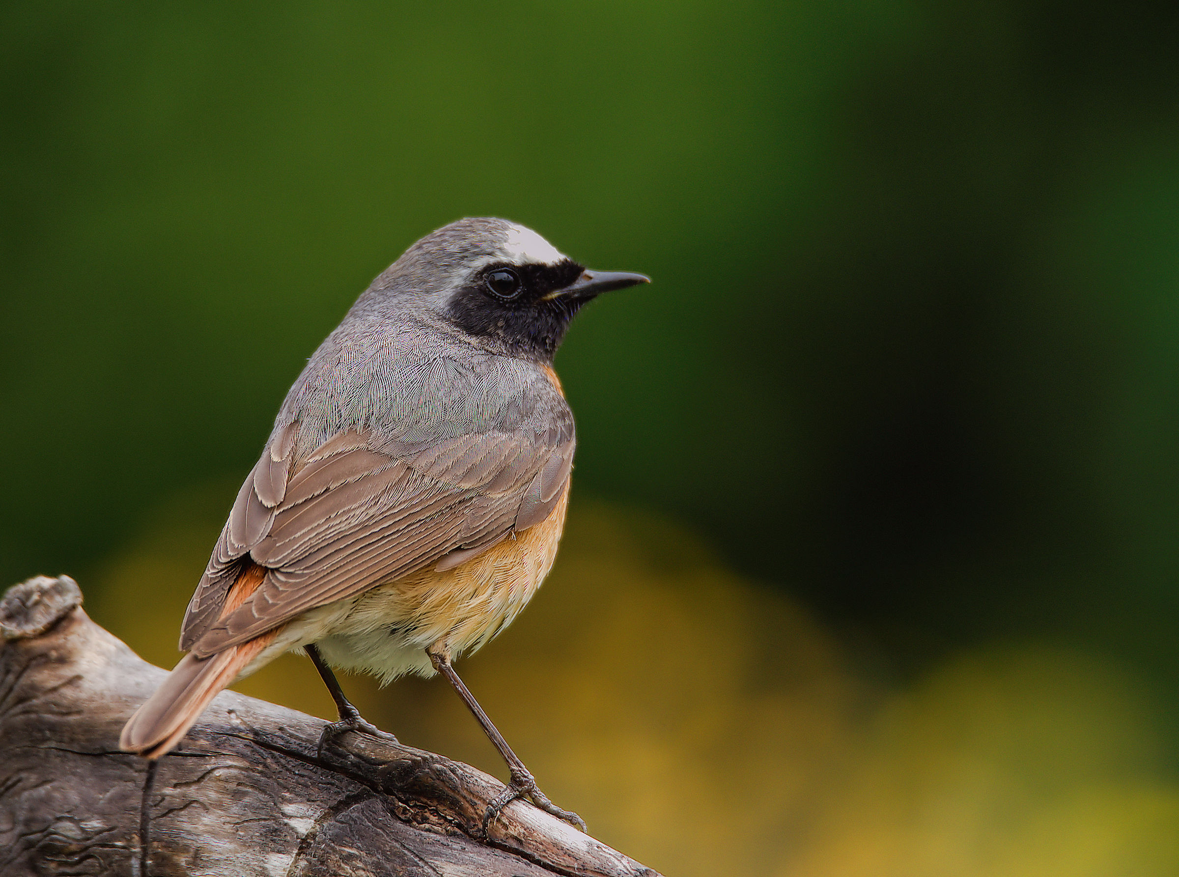 Male Common Redlight