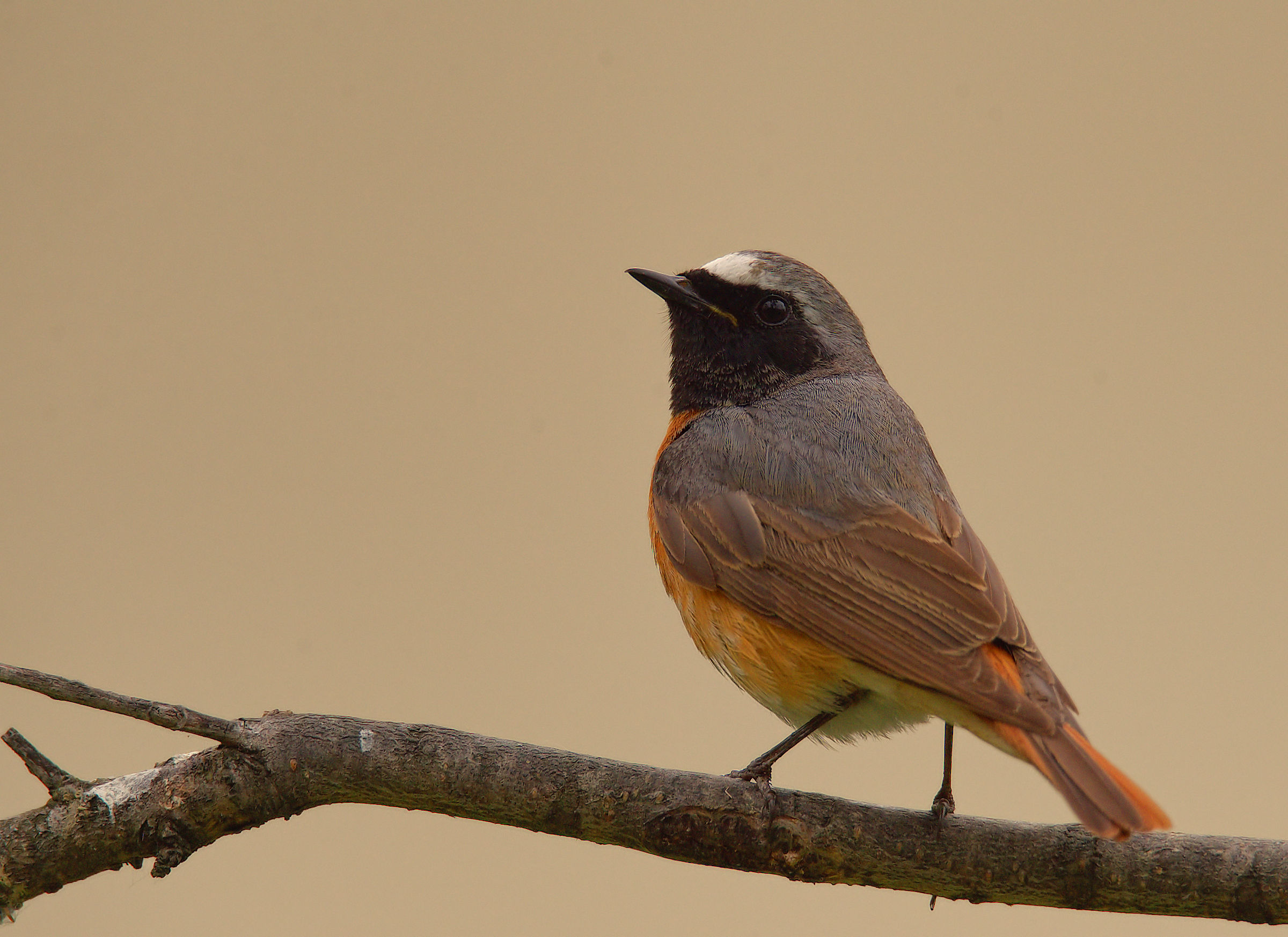 Male Common Redlight