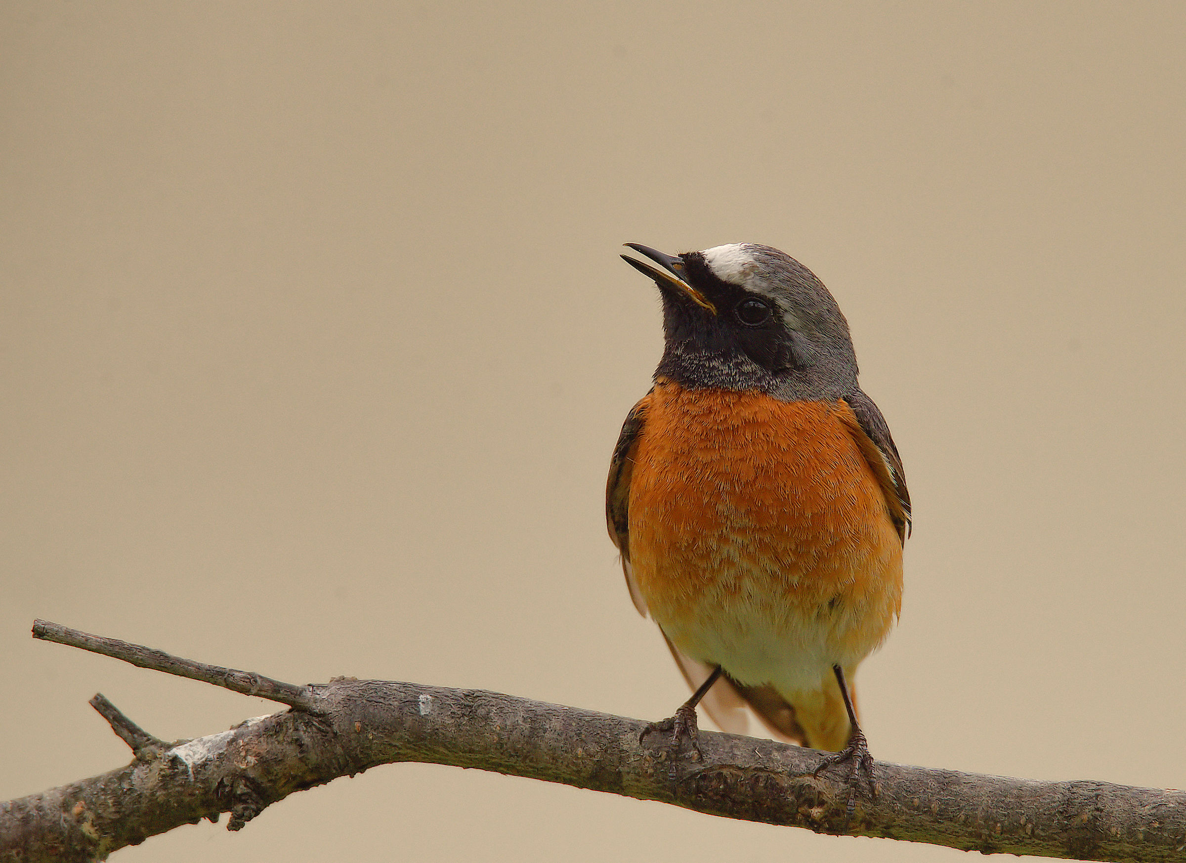 Male Common Redlight