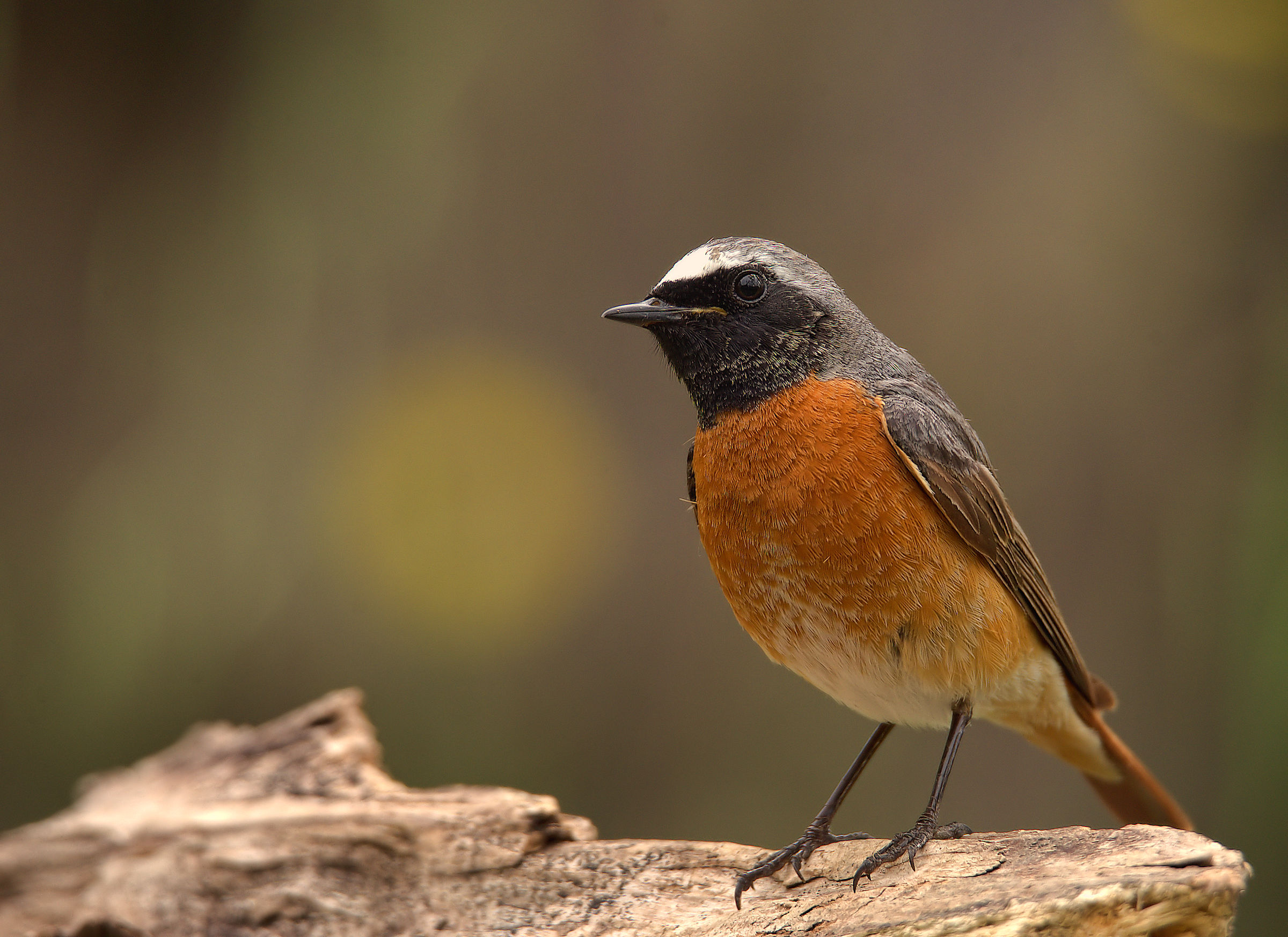 Male Common Redlight