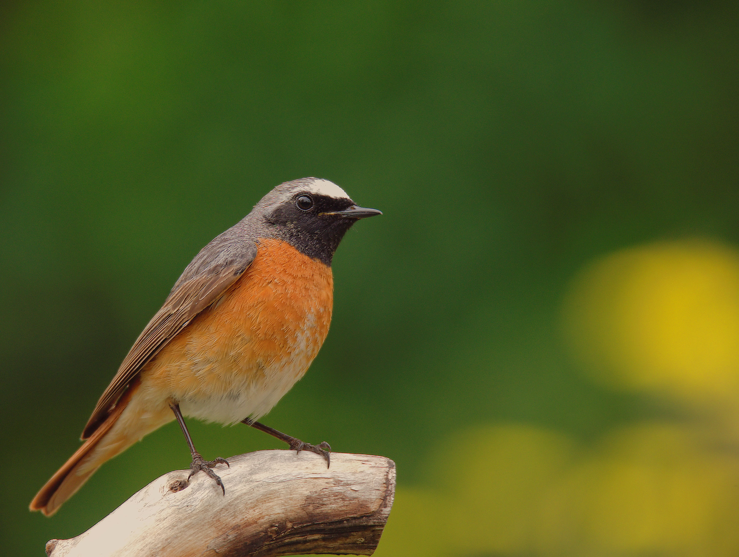 Male Common Redlight