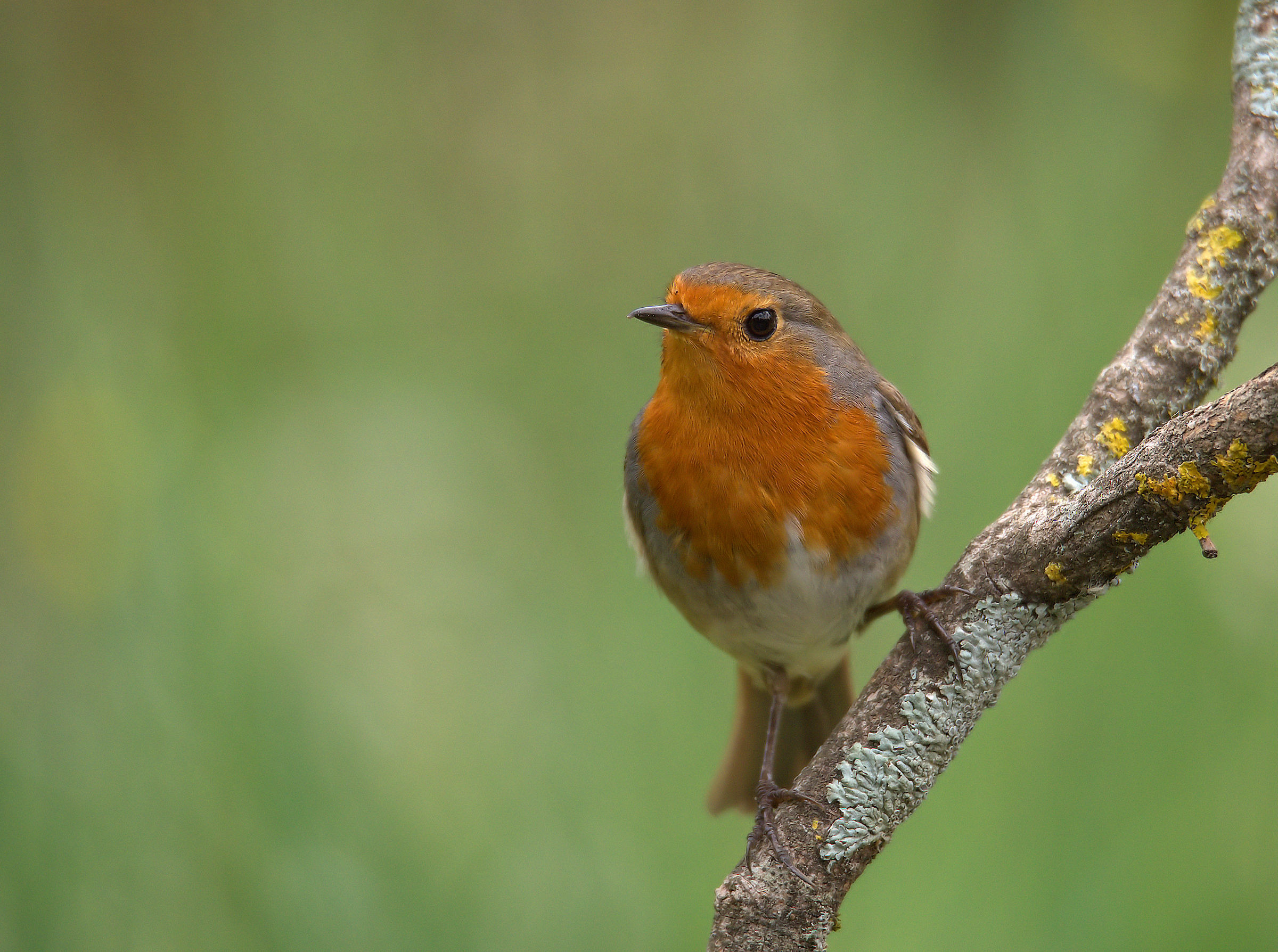Robin
