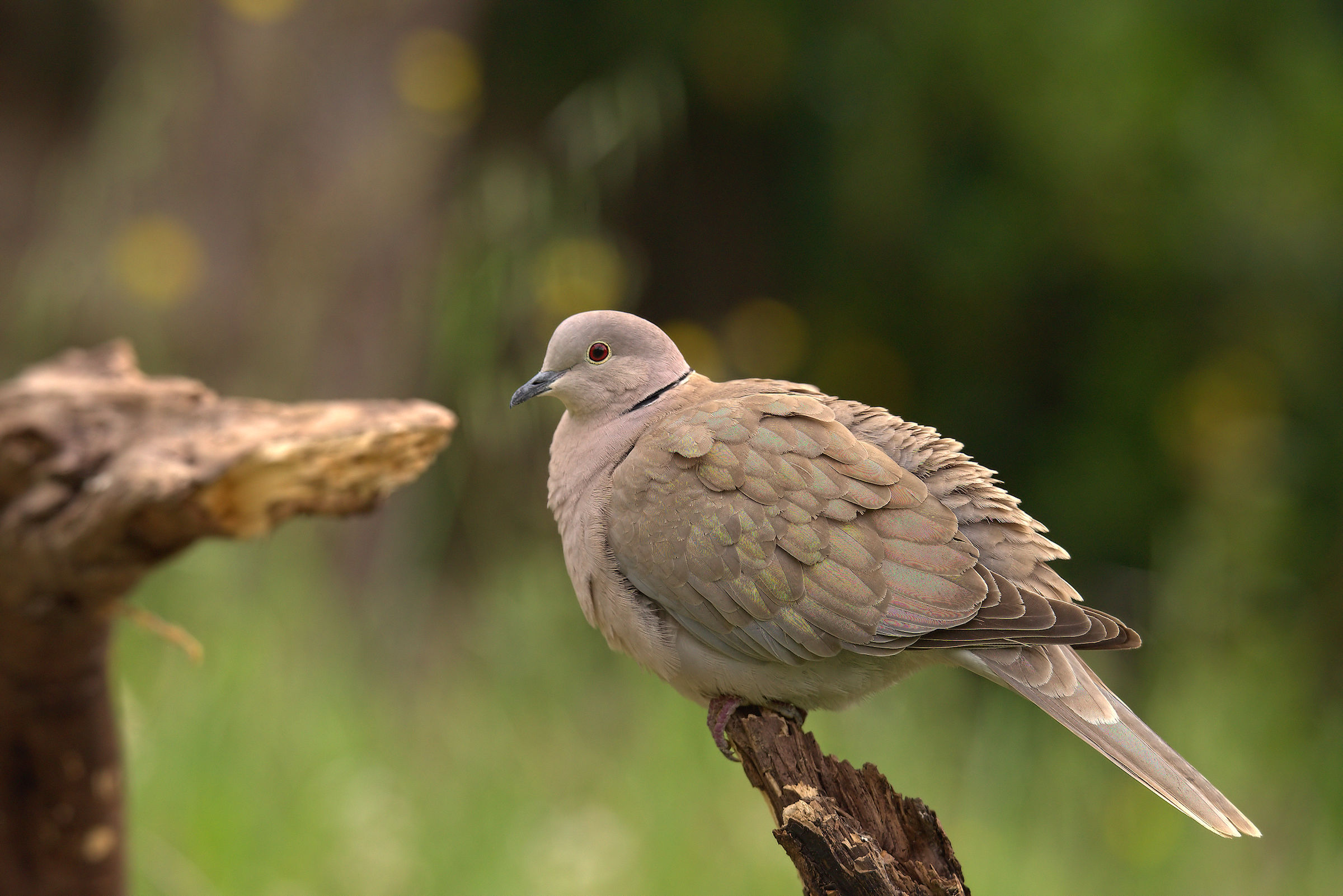 Collared Turtledove