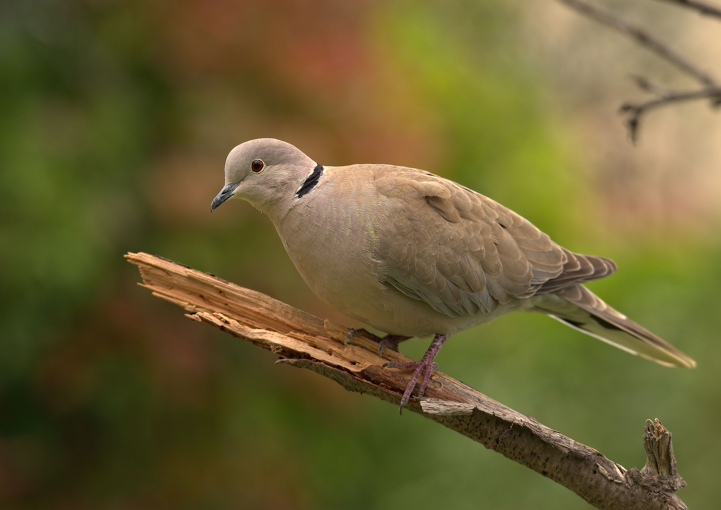 Collared Turtledove