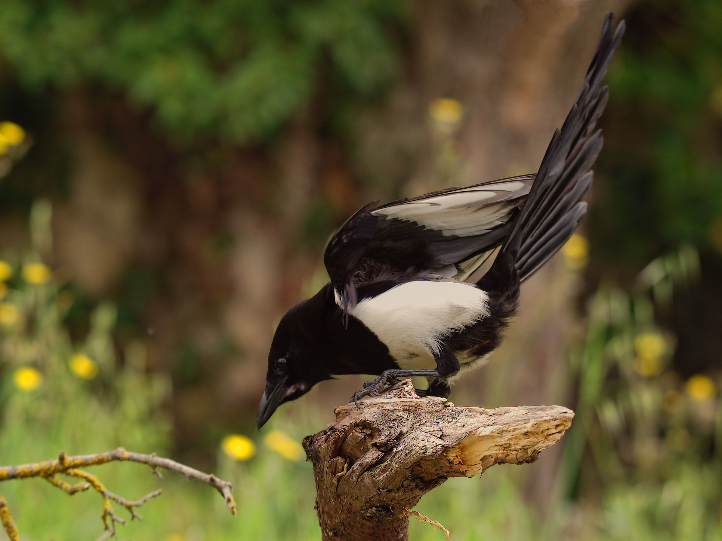 Magpie