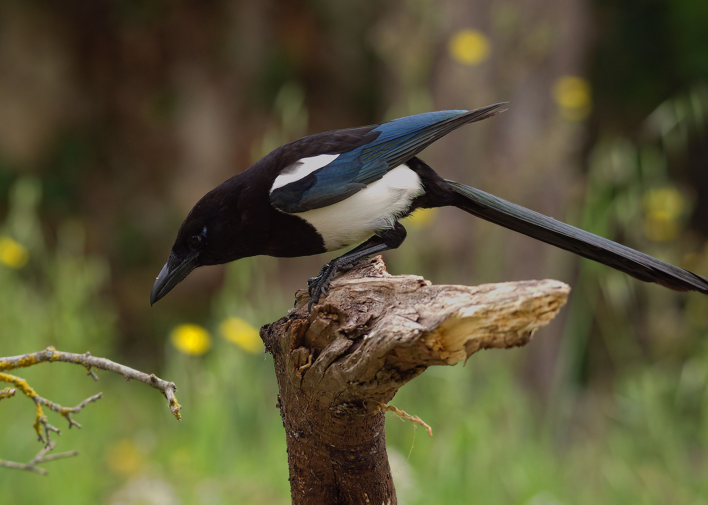 Magpie