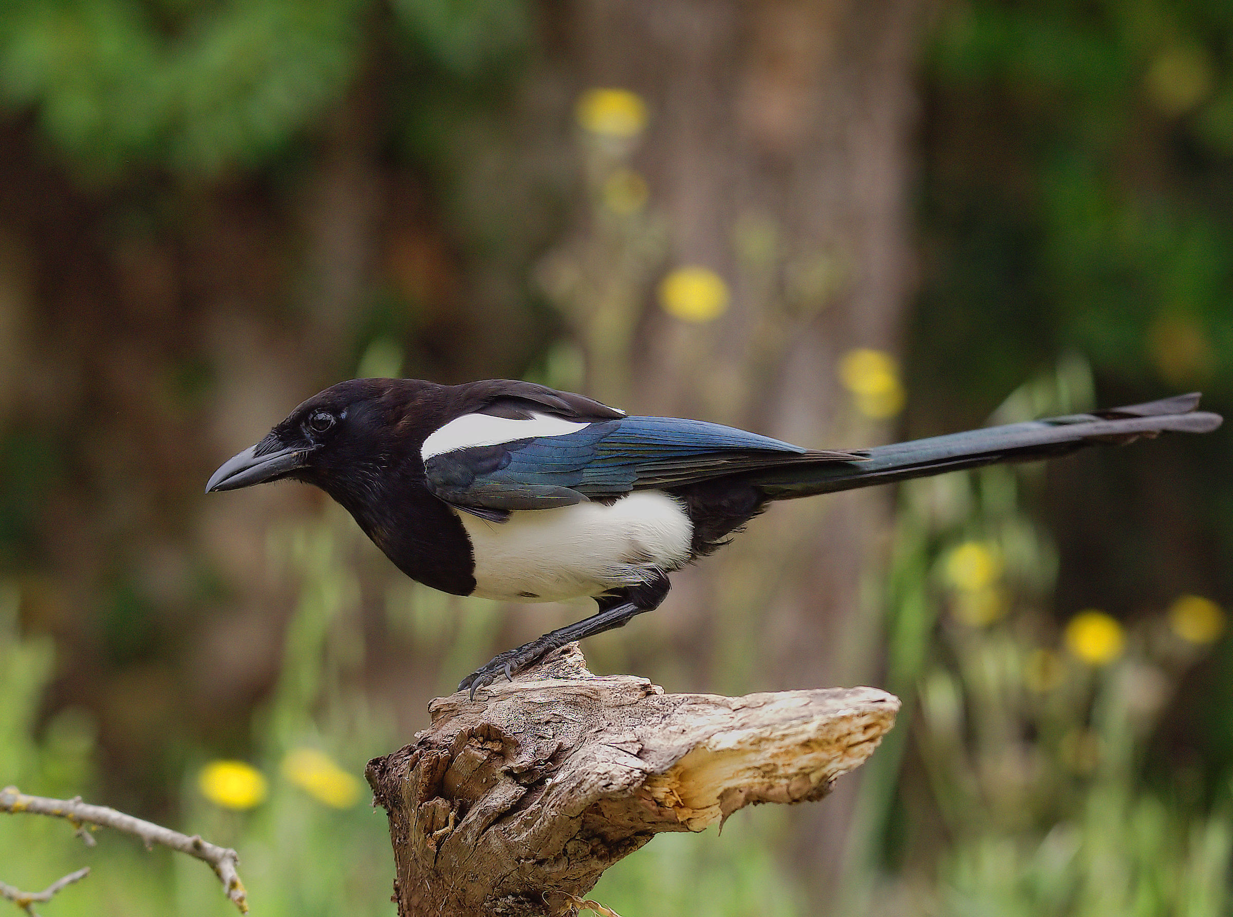 Magpie