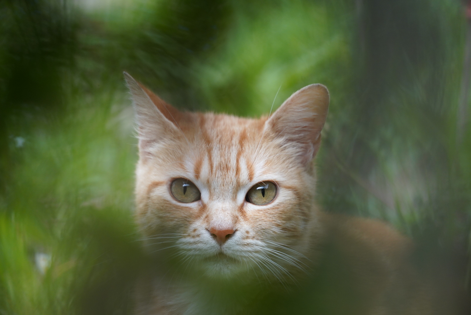 Cat through the Hedge
