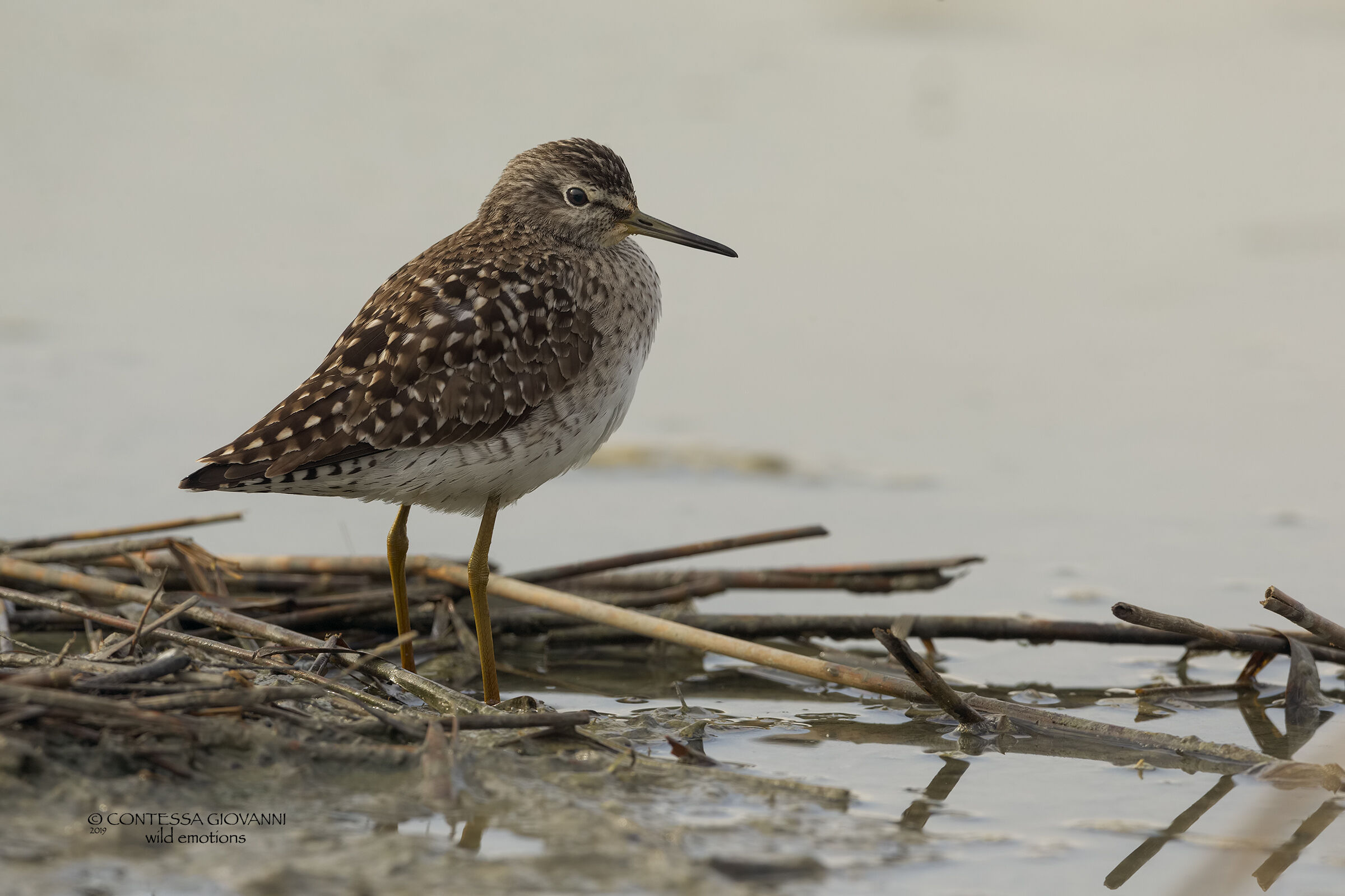 Piro piro boschereccio