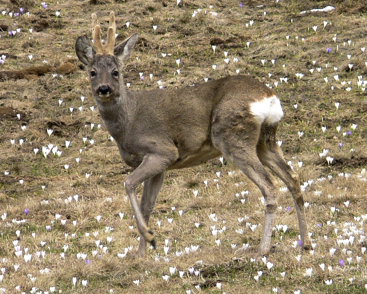 Capriolo