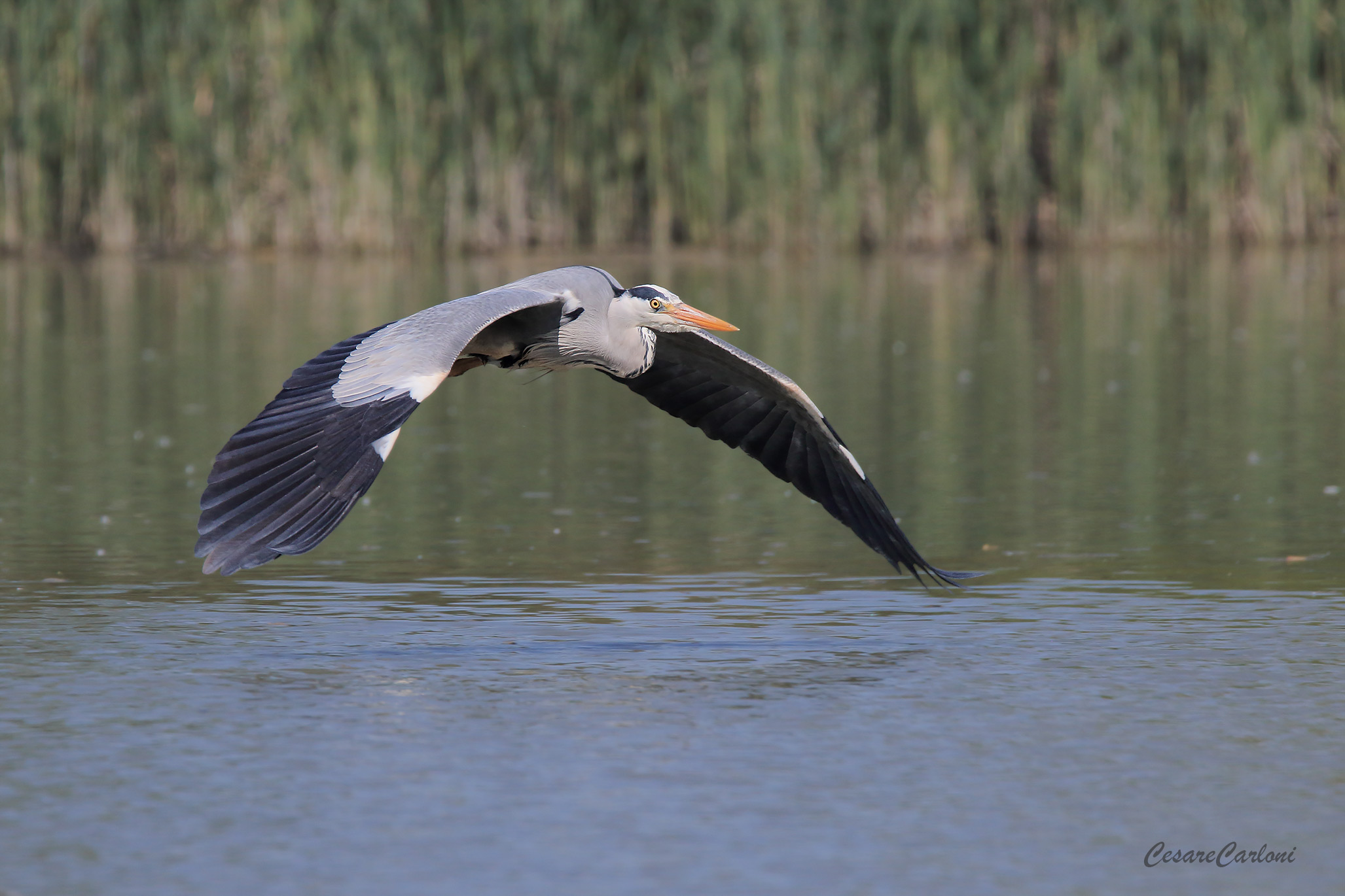 Airone cenerino (ardea cinerea)