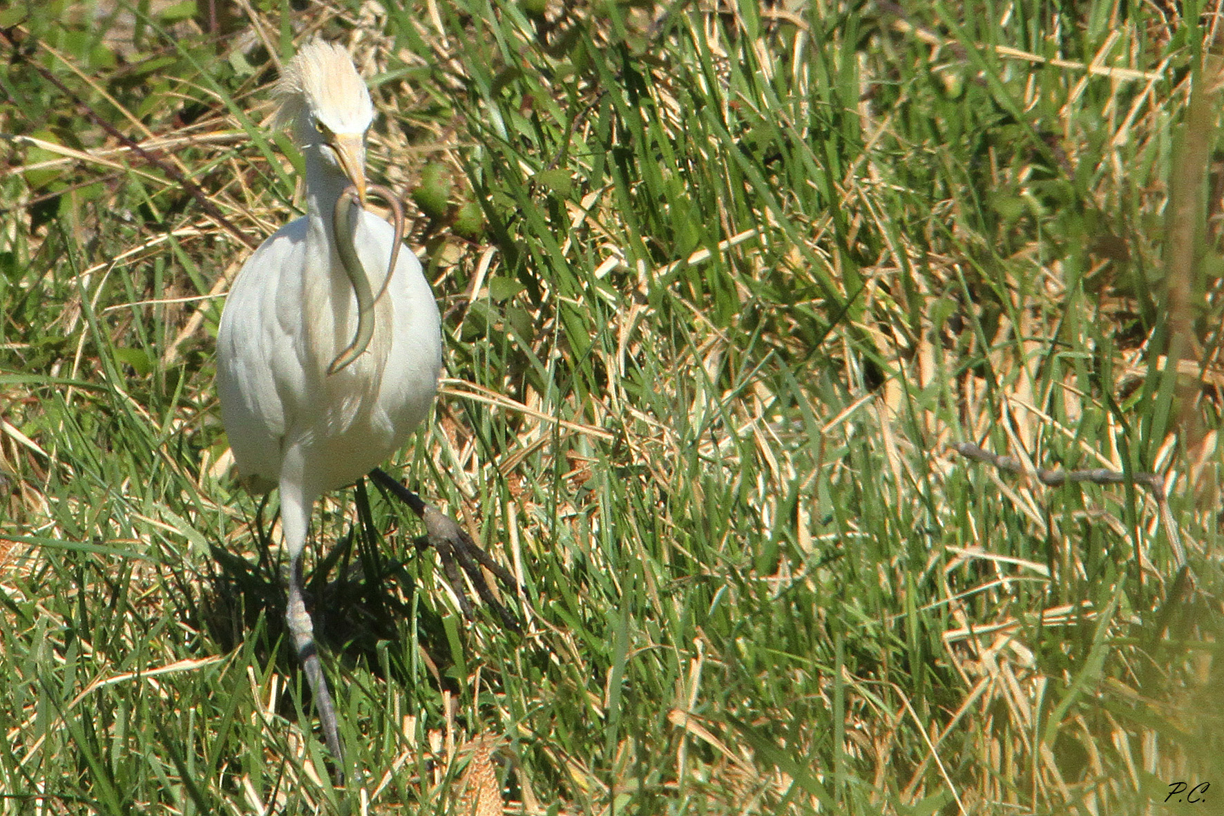 guardabuoi con luscegnola