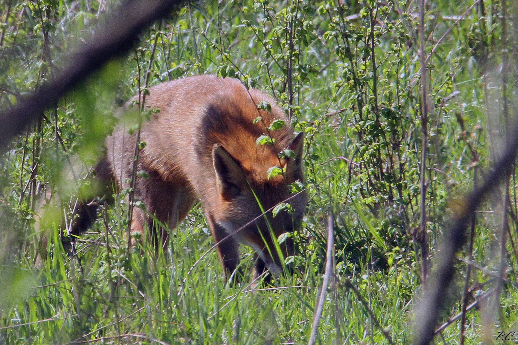 profumi di primavera