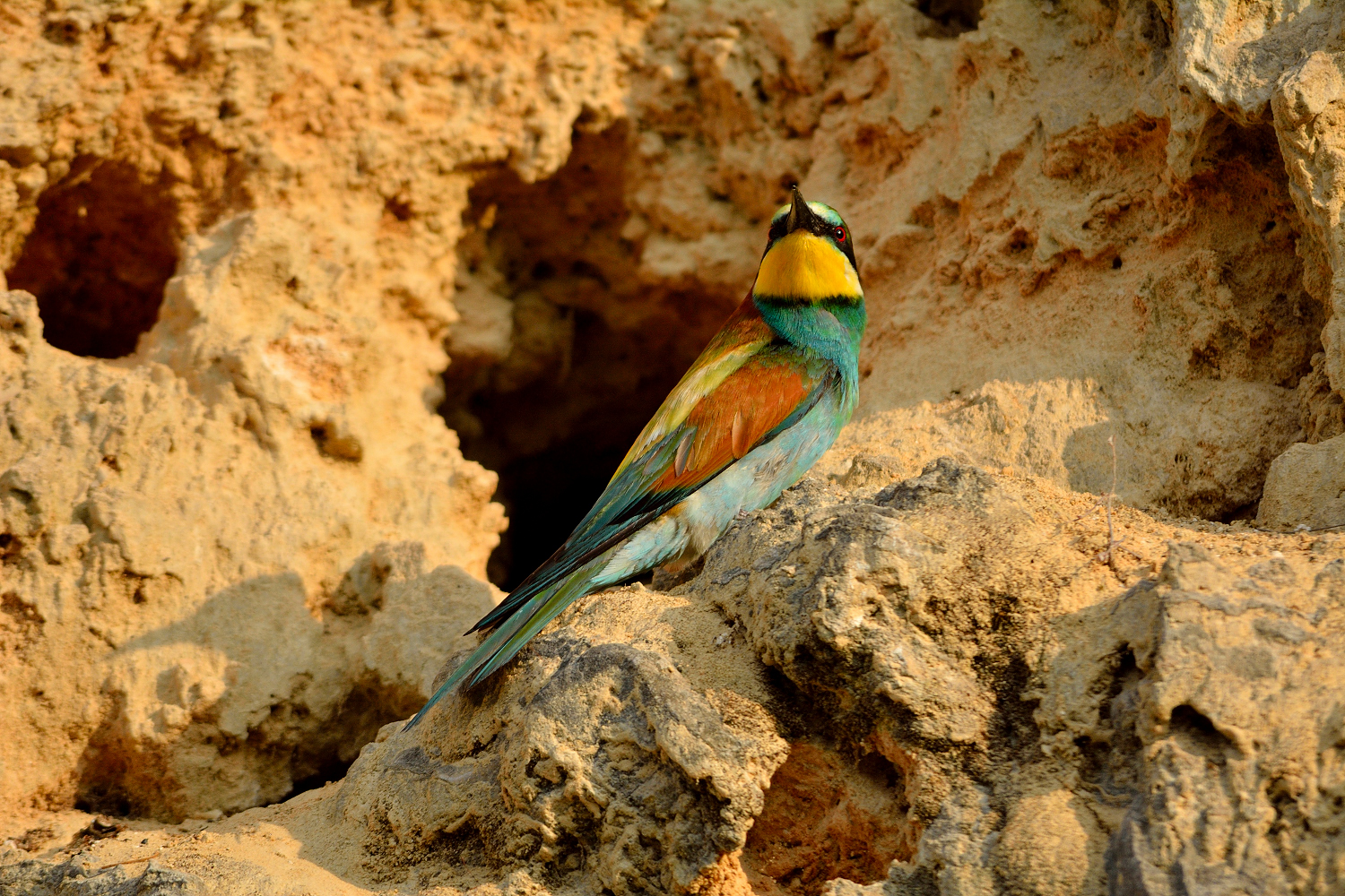 Bee-eater