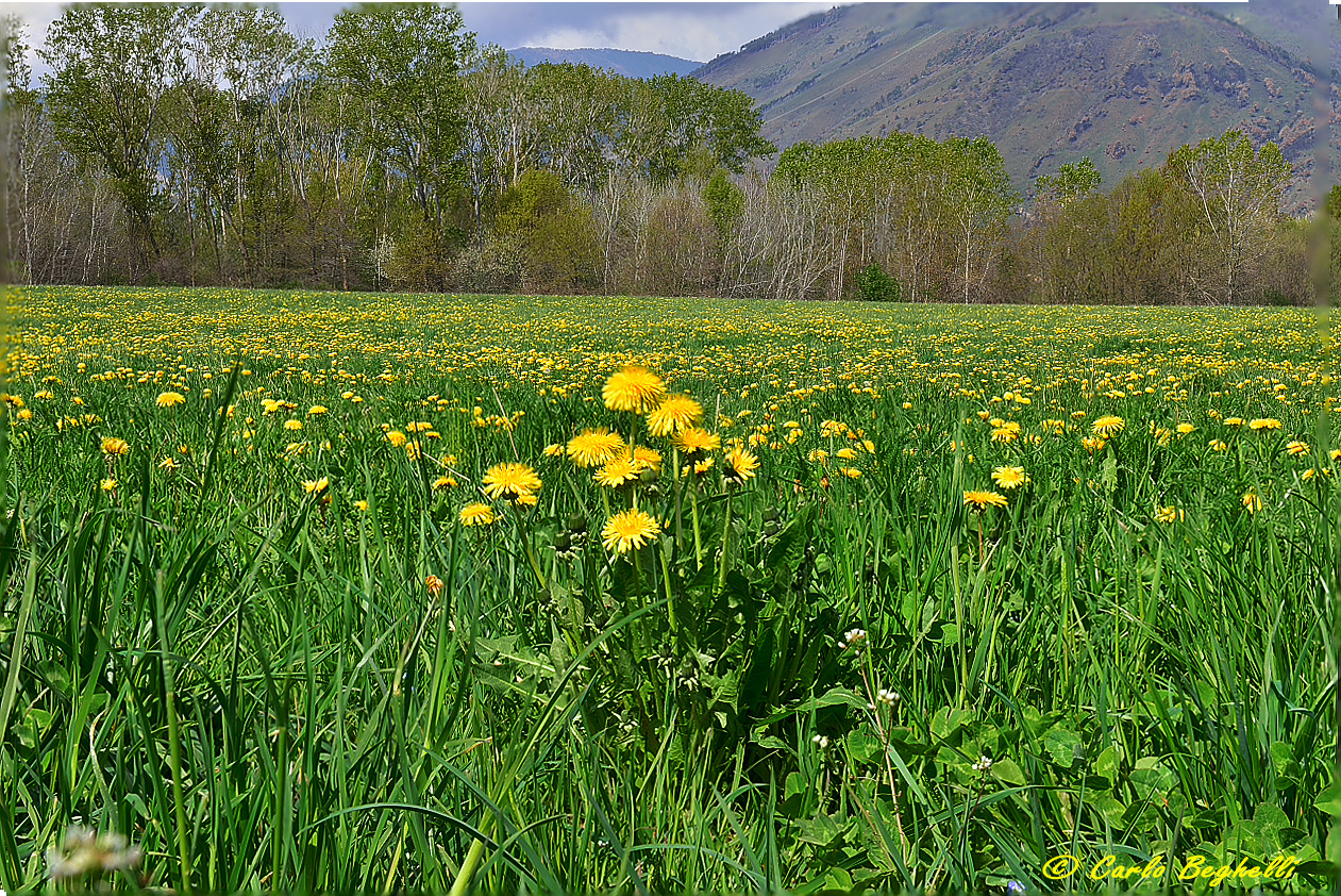 Tarassaco protagonista