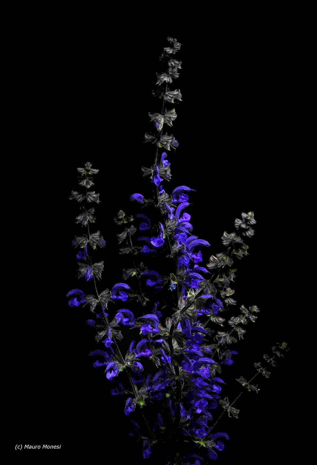 Semplicità......Salvia Pratensis