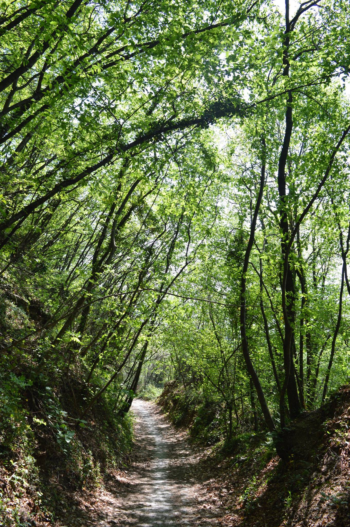 The nature that surrounds you