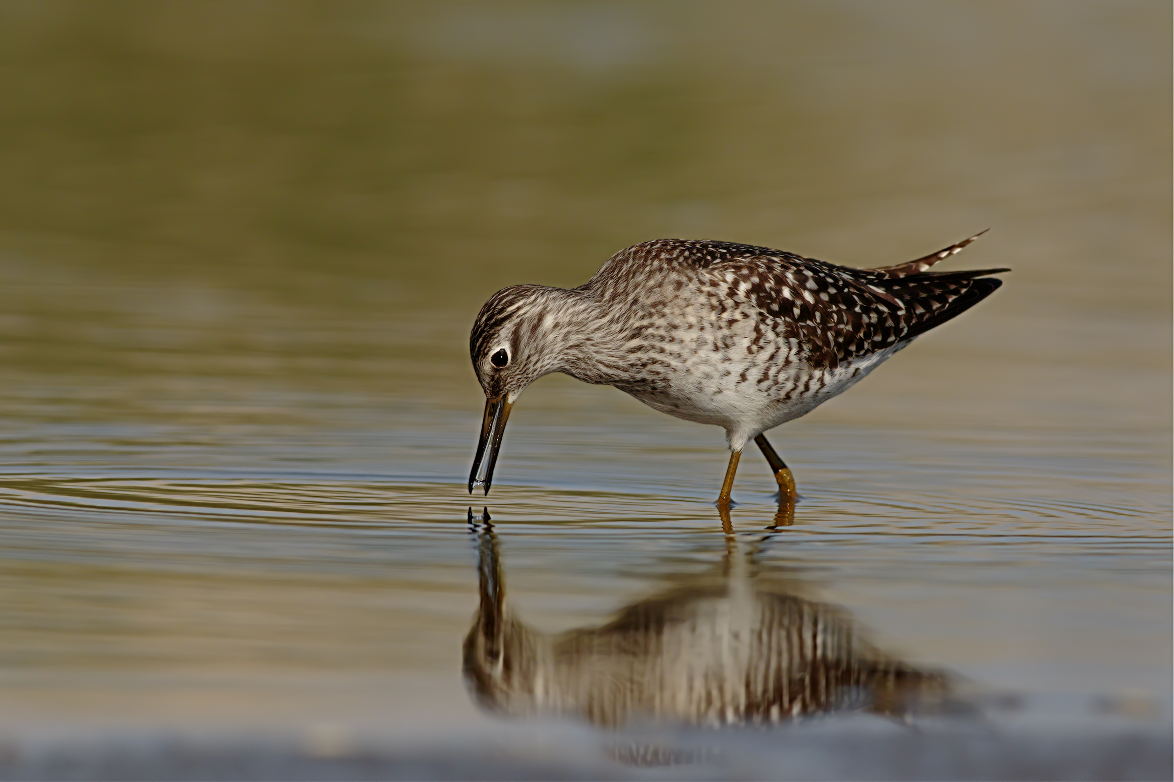 Piro Piro Boschereccio