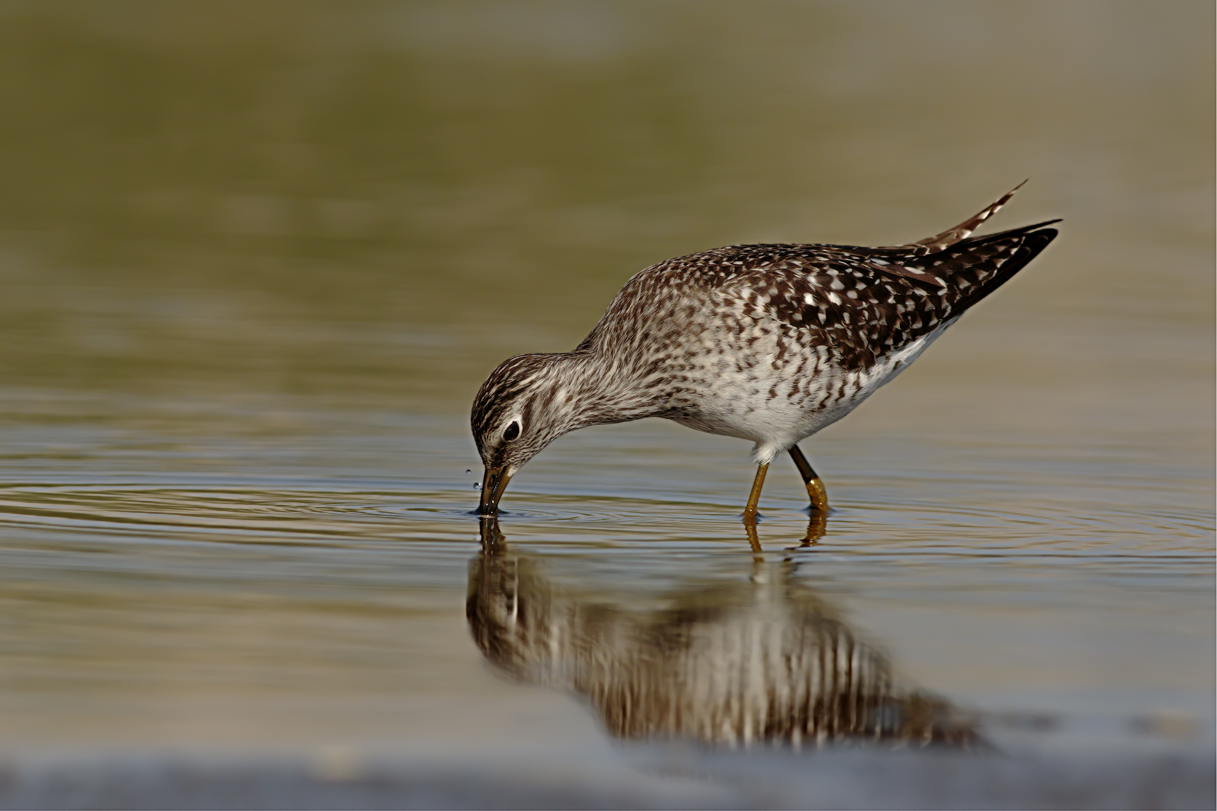 Piro Piro Boschereccio